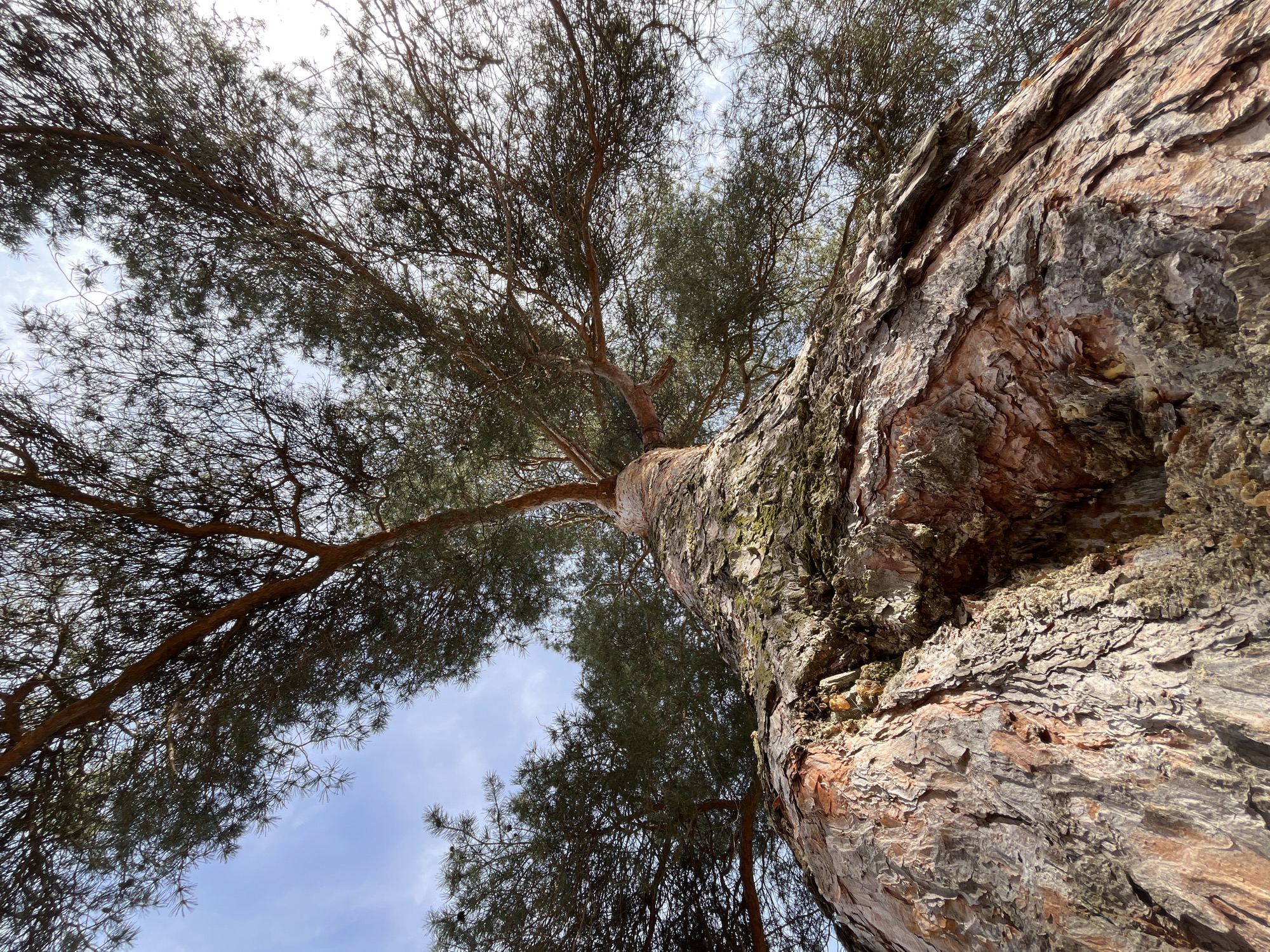 The image is a low-angle shot of a mature pine tree. The rough, textured bark of the trunk is prominently featured on the right side of the frame. The bark is a mix of brown, grey, and reddish hues, with some patches of green moss. The branches extend outward, bearing clusters of pine needles against a background of the sky with thin clouds. The location is Раздолье, Russia.