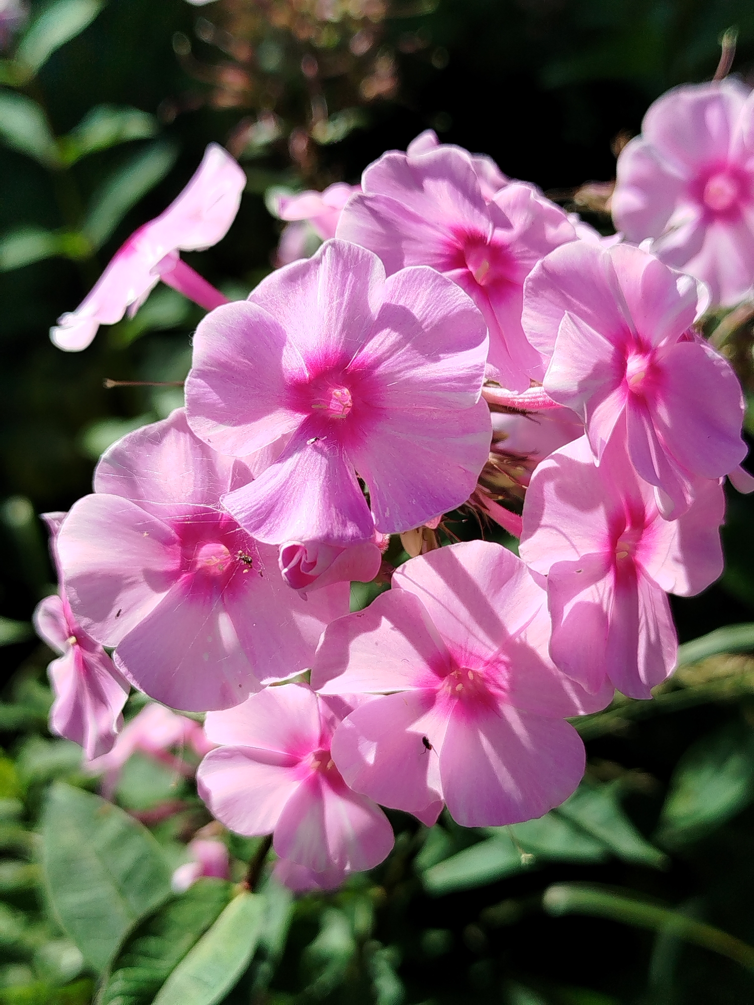 A close-up, eye-level shot shows a cluster of delicate pink phlox flowers blooming in the garden of a private residence in Chkalovskoe SNT, Russia. The flowers are in full bloom, with their petals unfurled to reveal vibrant pink centers. The sunlight casts soft shadows on the petals, highlighting their intricate details. The background is a blur of lush green foliage and darker shadows, suggesting a natural, unmanicured garden setting. A few tiny insects are visible on the petals, adding a touch of life and natural detail to the scene. The overall impression is one of natural beauty and tranquility.