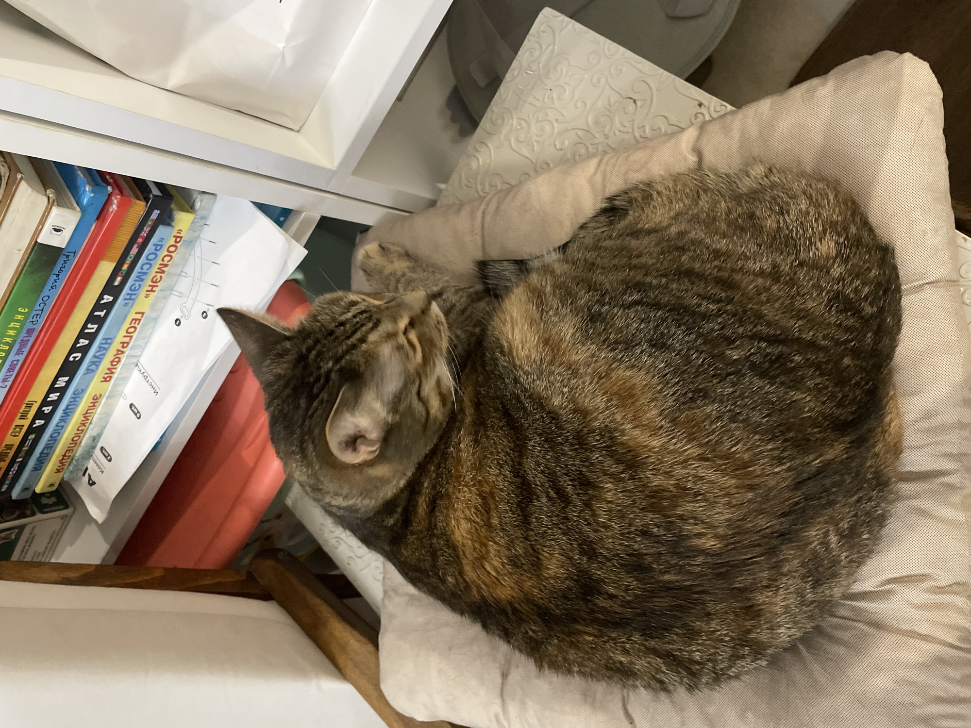 A tabby cat is curled up asleep on a light-colored cushion. The cat is mostly brown with black and lighter brown stripes. Behind the cushion, a bookshelf is visible, filled with books and some papers. The bookshelf is white, and the books have various colored spines. To the left of the bookshelf is a wooden chair with a cane seat. The overall environment appears to be an indoor setting, possibly a room in a house or apartment. The image does not provide any specific visual cues or landmarks to identify a location in Almaty, Kazakhstan.