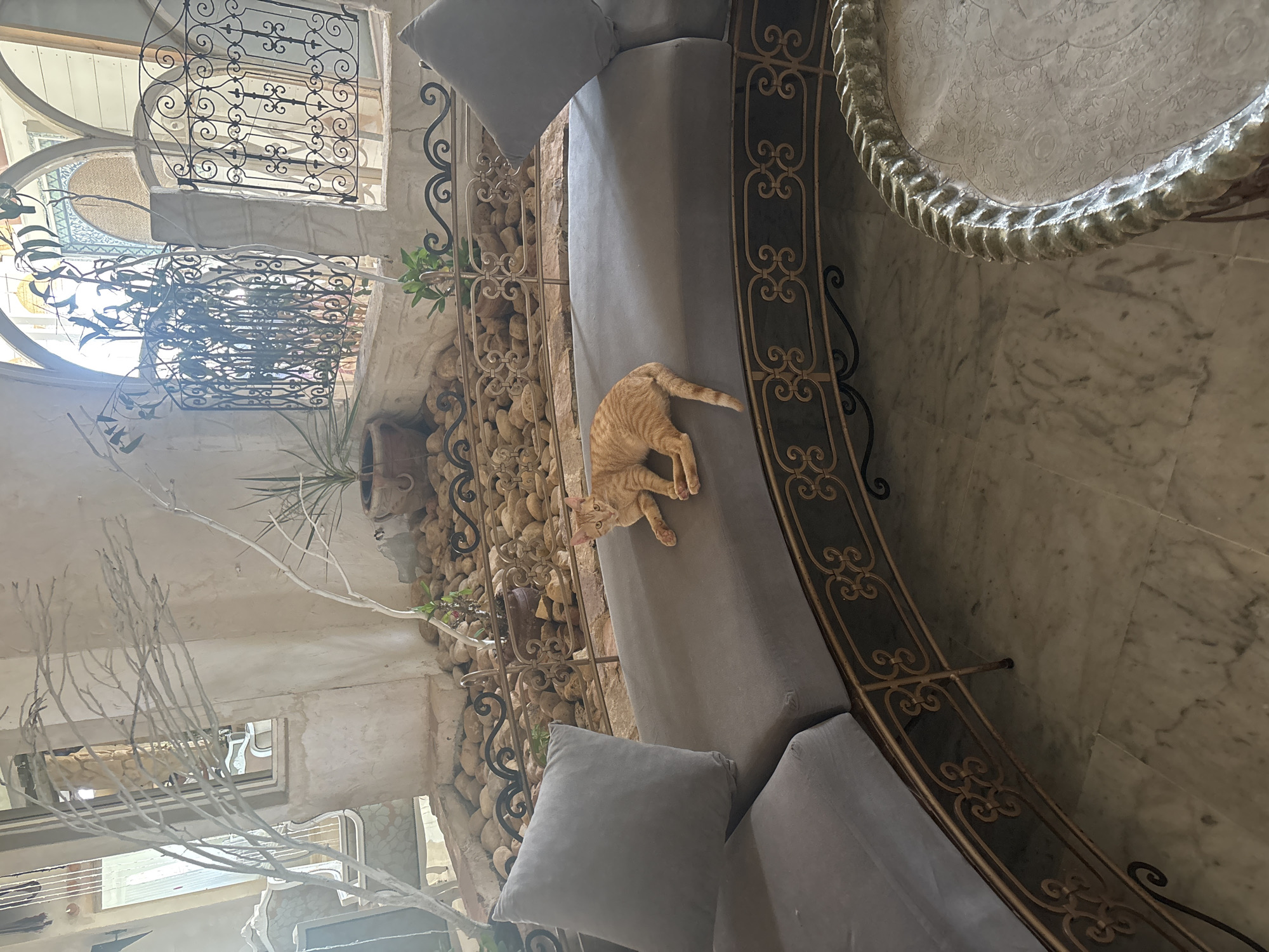 An orange tabby cat is lying on a gray sectional outdoor sofa in a courtyard in Taguermess, Tunisia. The sofa has an ornate golden metal frame. Behind the sofa is a stone wall with decorative iron grates over arched openings. The courtyard is filled with rounded stones and some potted plants. There are also decorative white branches with no leaves placed in the courtyard. The floor is marble.