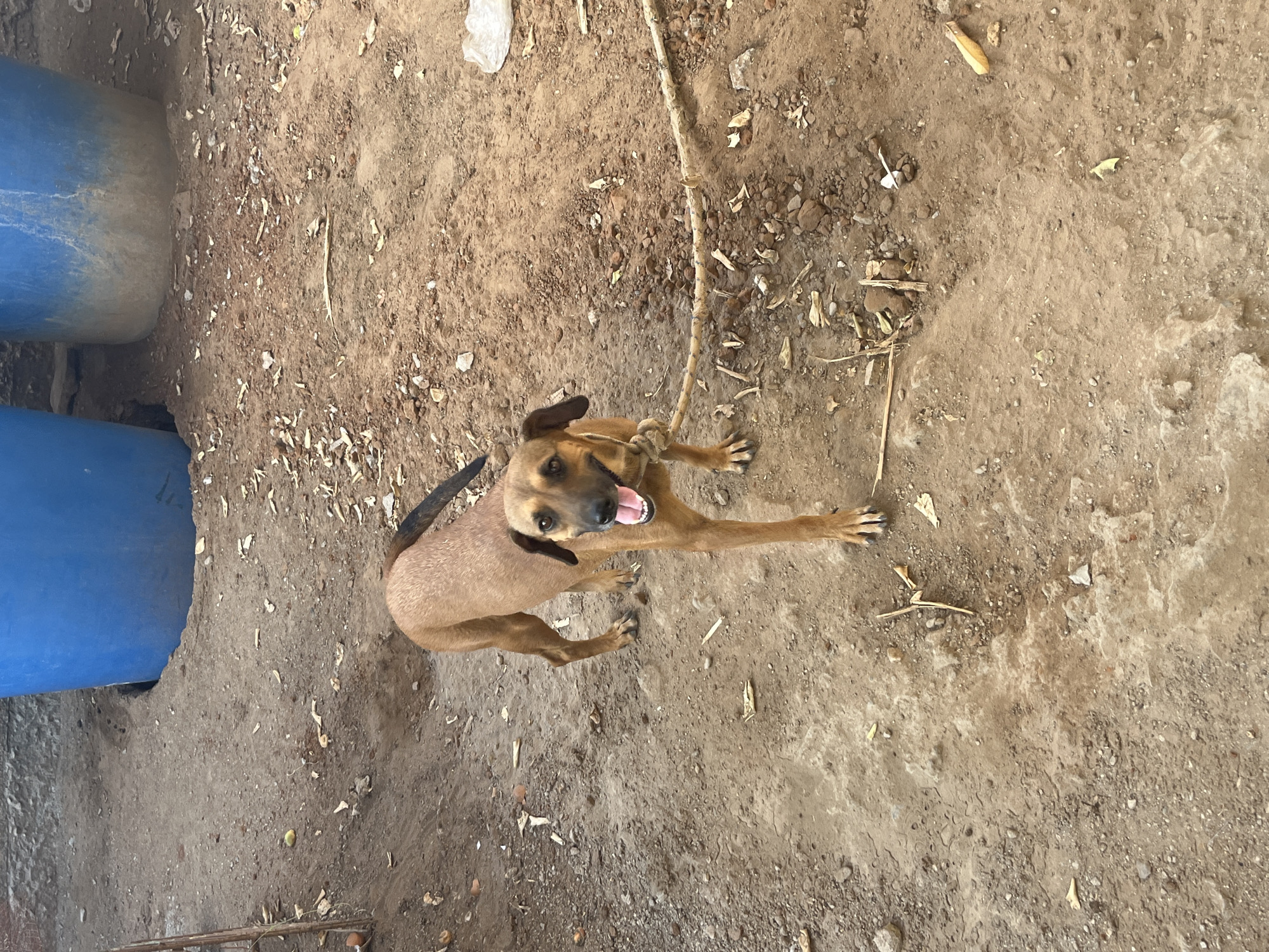 A medium-sized, brown dog with floppy ears stands on dirt ground, facing the camera with its mouth open and tongue visible. The dog is wearing a collar and is tethered to a thick rope that extends to the right of the frame. In the background, two large blue cylindrical tanks are visible. The ground is uneven and covered with dirt, small stones, and scattered debris, including dried leaves and twigs. The overall environment appears to be an outdoor, possibly rural or semi-industrial area. The lighting suggests it is daytime.