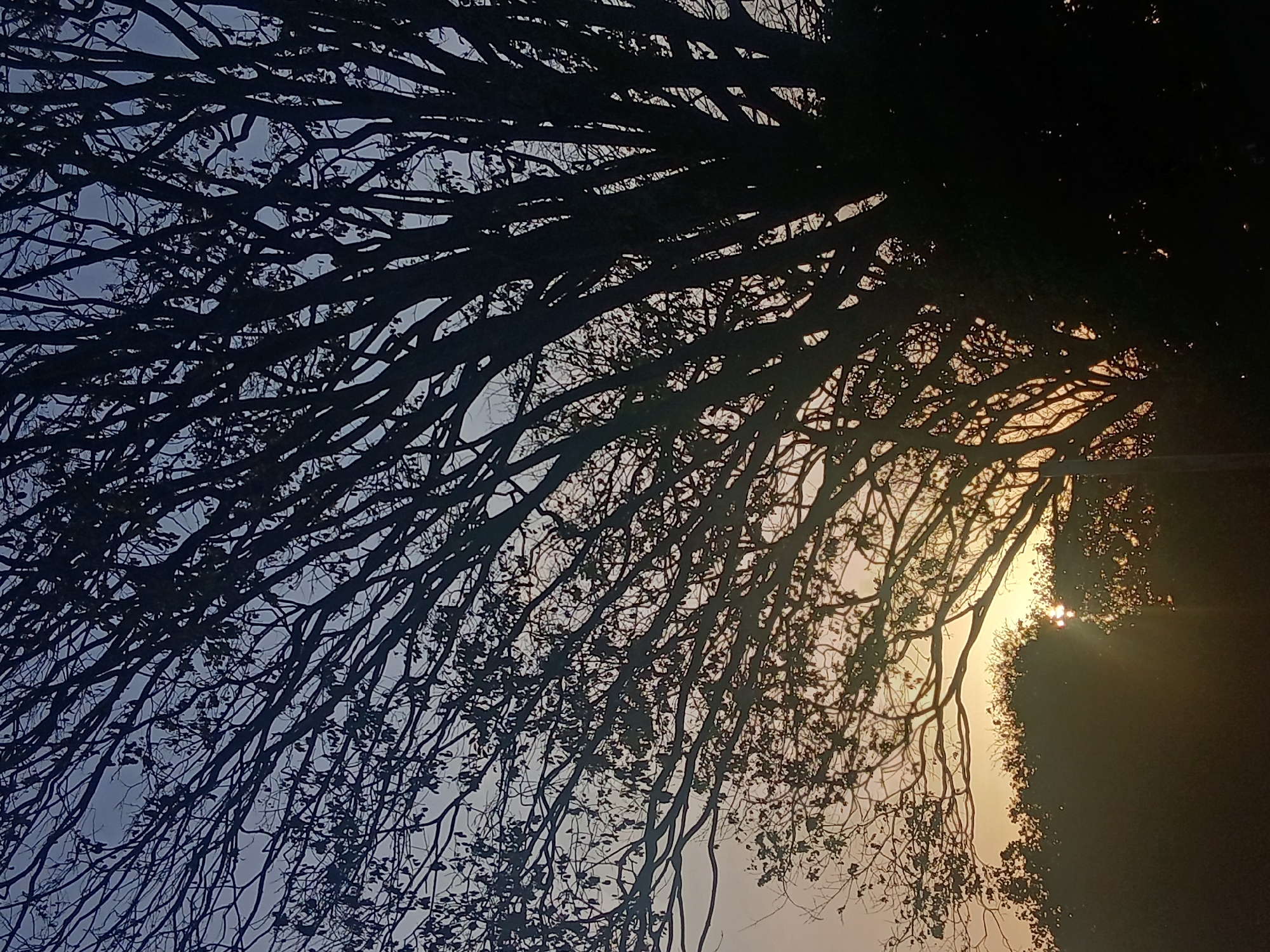The image depicts a silhouetted tree canopy against a sky transitioning from blue to golden hues, likely during sunset or sunrise. The tree branches are dense and intricate, creating a complex network of lines. The sun is visible in the lower right, partially obscured by the foliage. No people are visible. The specific location within the city of Juan Griego, Venezuela cannot be determined from the image.