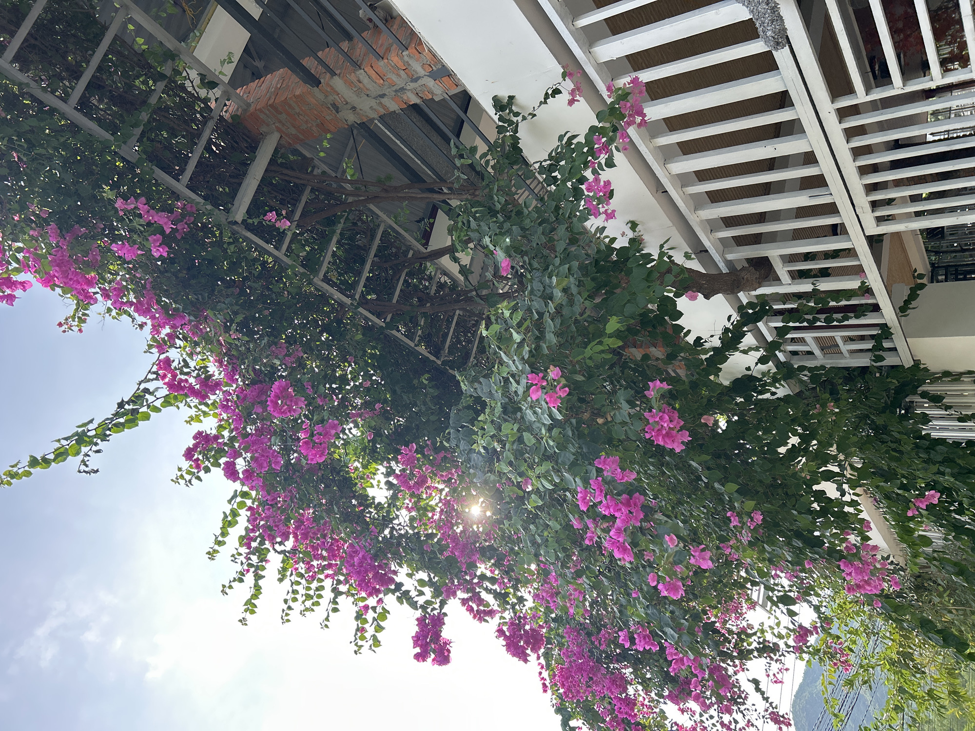 An outdoor shot captures a bright, sunny day with a clear blue sky above. In the foreground, a lush bougainvillea plant with vibrant pink flowers cascades over a white railing and a metal trellis. The bougainvillea's branches, laden with green leaves and pink bracts, stretch across the scene, with sunlight peeking through the foliage.
Behind the bougainvillea, a white building with a brick pillar and a metal roof structure is visible. The building has a modern architectural style, with clean lines and a white facade. The white railing in the foreground appears to be part of a balcony or terrace.
In the distance, the blurred outline of a mountain range can be seen, suggesting a location with natural scenery. The image is taken at an upward angle, emphasizing the height and density of the bougainvillea. The overall impression is one of natural beauty and a peaceful, well-maintained environment. The scene is static, with no people or animals present. The location is identified as Nam Nha Trang Ward, Vietnam.