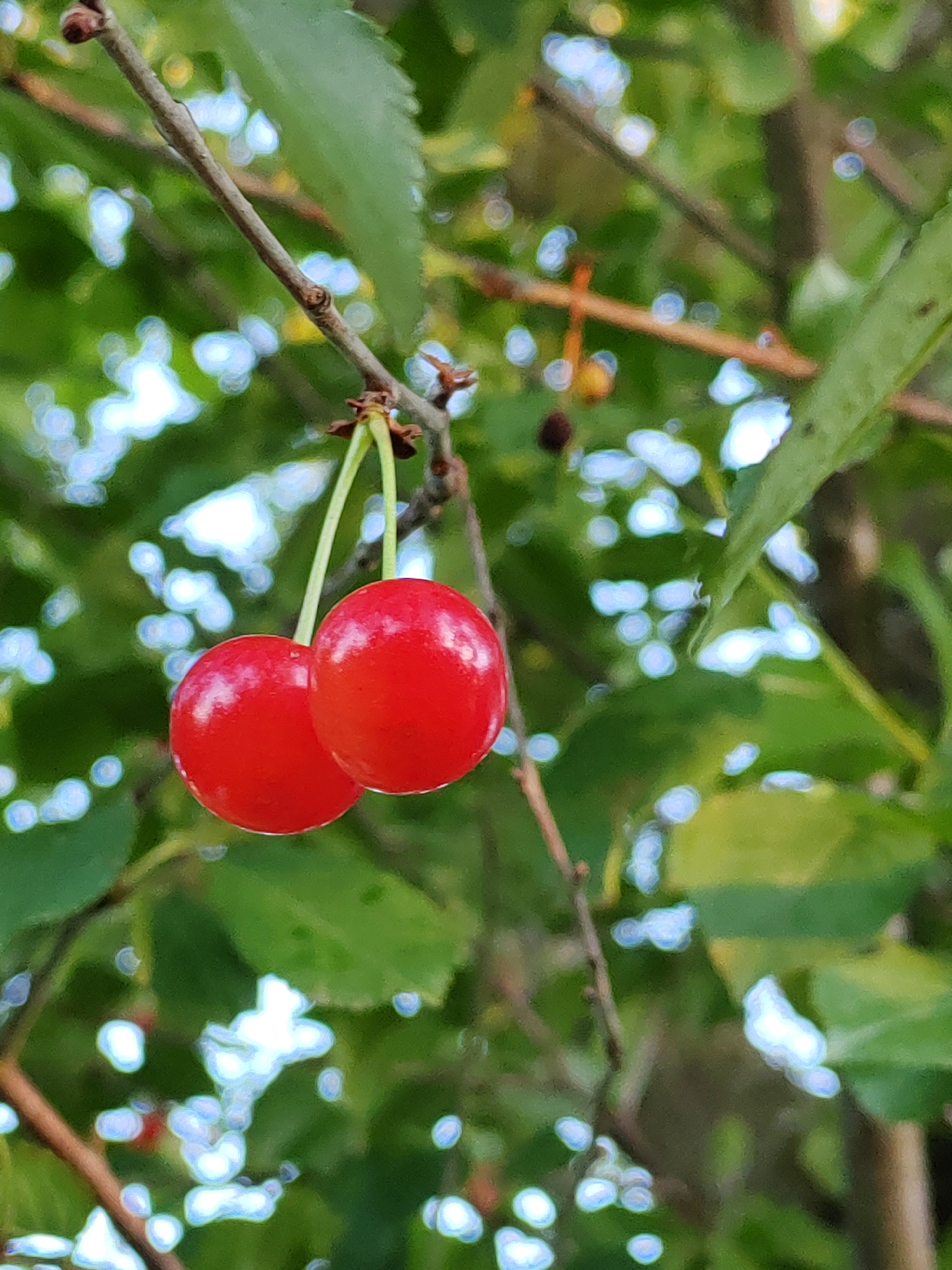 This media file captures a close-up view of two bright red cherries hanging from a thin stem, which is attached to a branch. The cherries are plump and round, with a glossy surface that reflects light. The background is a blur of green leaves and dappled sunlight, creating a soft, bokeh effect. The scene suggests an outdoor setting, likely a tree in a natural environment. The image is well-lit, with the sunlight highlighting the vibrant color of the cherries. No people are visible in the frame, and there is no discernible text. The overall impression is one of natural beauty and the abundance of fresh fruit. The location context places this scene in the Vouchynsky Selsoviet, Belarus.