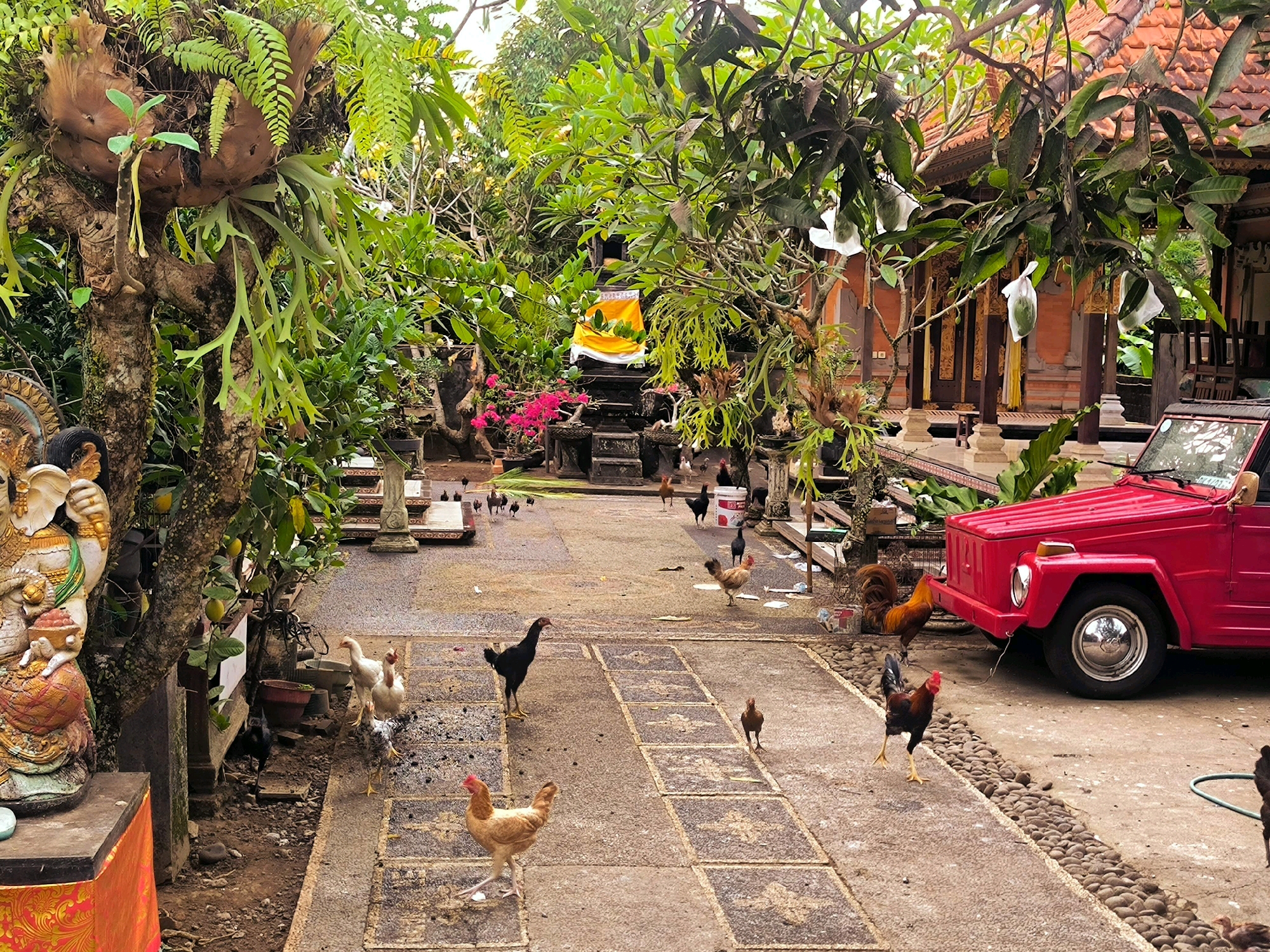 In Selemadeg, Indonesia, this image captures a courtyard scene with a vibrant red vehicle, likely a Volkswagen Thing or similar compact utility vehicle, parked on a paved area. Chickens are scattered throughout the scene, some pecking at the ground, others standing alert. A large stone sculpture depicting a multi-armed deity, possibly Ganesha, is positioned on the left side of the frame, adorned with orange fabric. The courtyard is surrounded by lush greenery, including hanging ferns and trees with some fruits covered in white bags, suggesting agricultural activity. In the background, traditional Indonesian architecture with tiled roofs is visible, alongside a small shrine draped with yellow fabric. The ground is a mix of paving stones and rougher textured paths, with scattered stones and debris. The overall impression is one of a bustling, yet serene, rural or semi-rural environment.