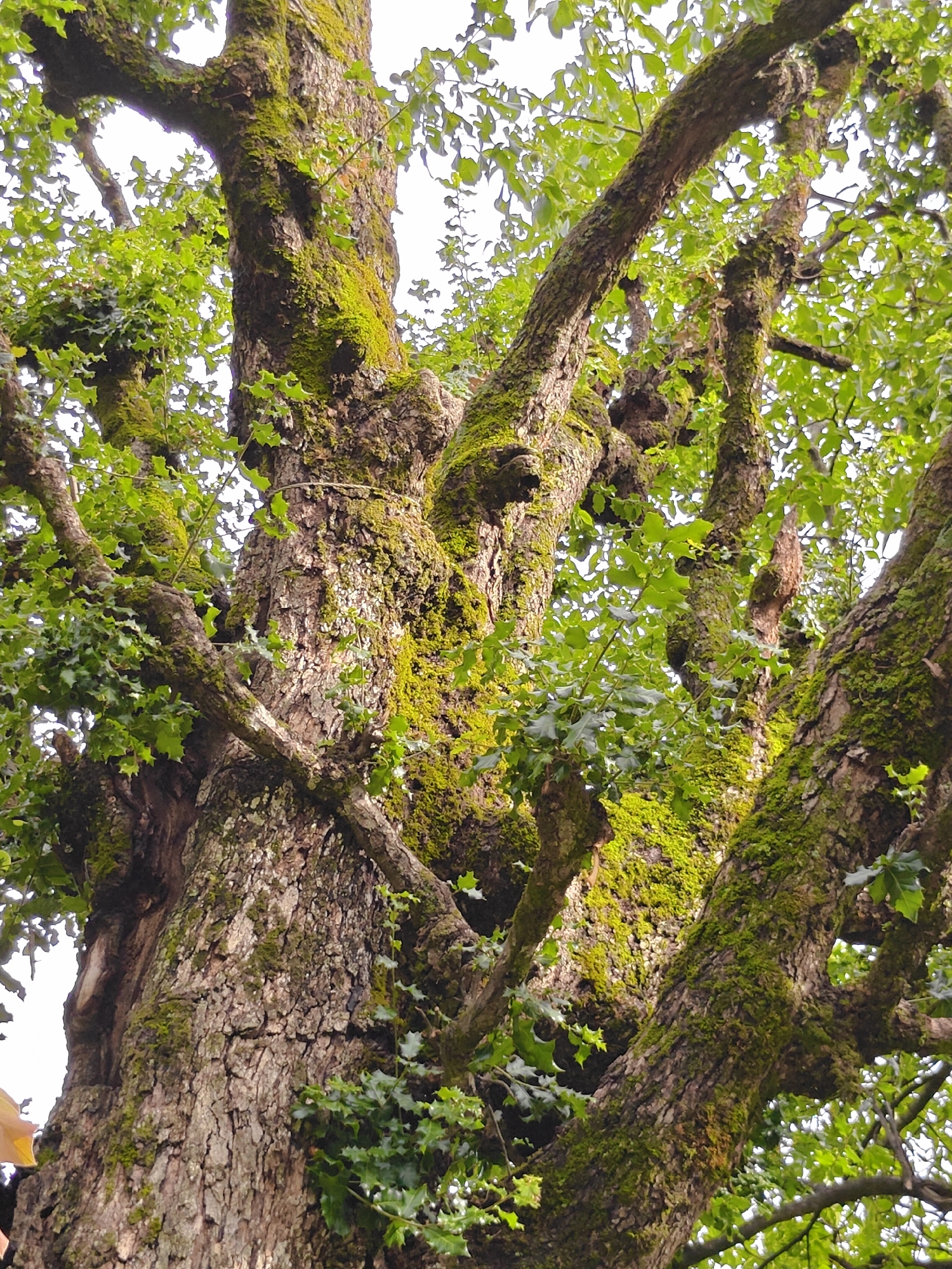This is a vertical, low-angle shot of the trunk and branches of a large, mature tree. The bark is thick and textured, with deep furrows and is extensively covered in vibrant green moss. Several thick branches spread out from the main trunk, also coated in moss, and are further adorned with lush green foliage. The leaves are small and pointed, characteristic of holly. The background is a bright, overcast sky. The image depicts an outdoor natural environment. This scene is located in Vashisht, India.