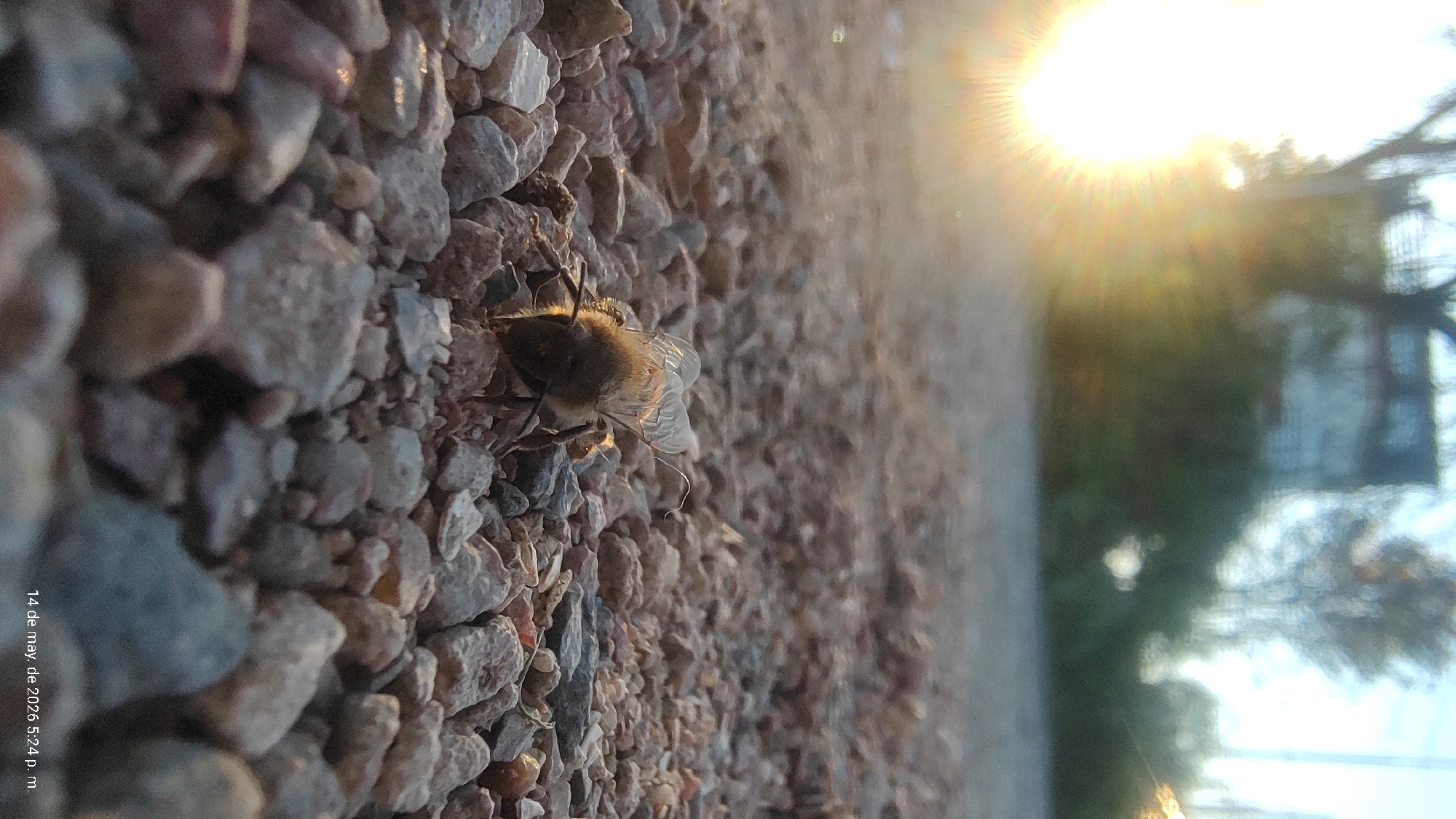 A bee rests on a surface of small rocks under a bright sun. The location is likely Villa Domínico, Argentina. The date "14 de may. de 2026 5:24 p. m." is visible on the image. A blurry landscape is visible on the right side of the image.