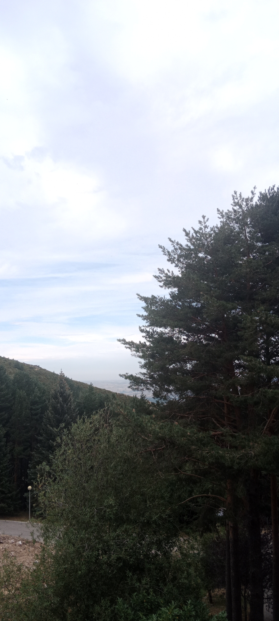 A tall, dark green pine tree dominates the right side of the frame, its branches extending into a pale blue sky with scattered clouds. In the middle ground, a rolling hillside covered in dense, dark green coniferous trees stretches from the left to the center. A patch of lighter green, shrub-like vegetation is visible in the lower left quadrant, partially obscuring a paved road and a lamppost. The background shows a hazy, distant landscape with muted colors, suggesting a wide valley or plain. The image appears to be taken from an elevated position, looking out over a natural, possibly mountainous, environment. The scene is devoid of people or any discernible activity.