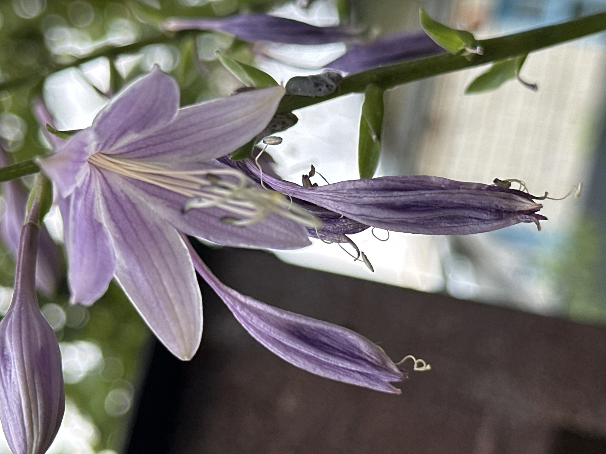 A close-up, low-angle shot captures a cluster of light purple Hosta flowers on a green stem. The main flower, in focus, is open with delicate, ribbed petals and white stamens. Below it, several unbloomed buds hang downward, their purple petals tightly furled. The background is a soft blur of green foliage and white structures, suggesting an outdoor setting.
There are no people or specific landmarks visible in this image to determine a location within Yessentuki, Russia. The scene is natural and botanical.