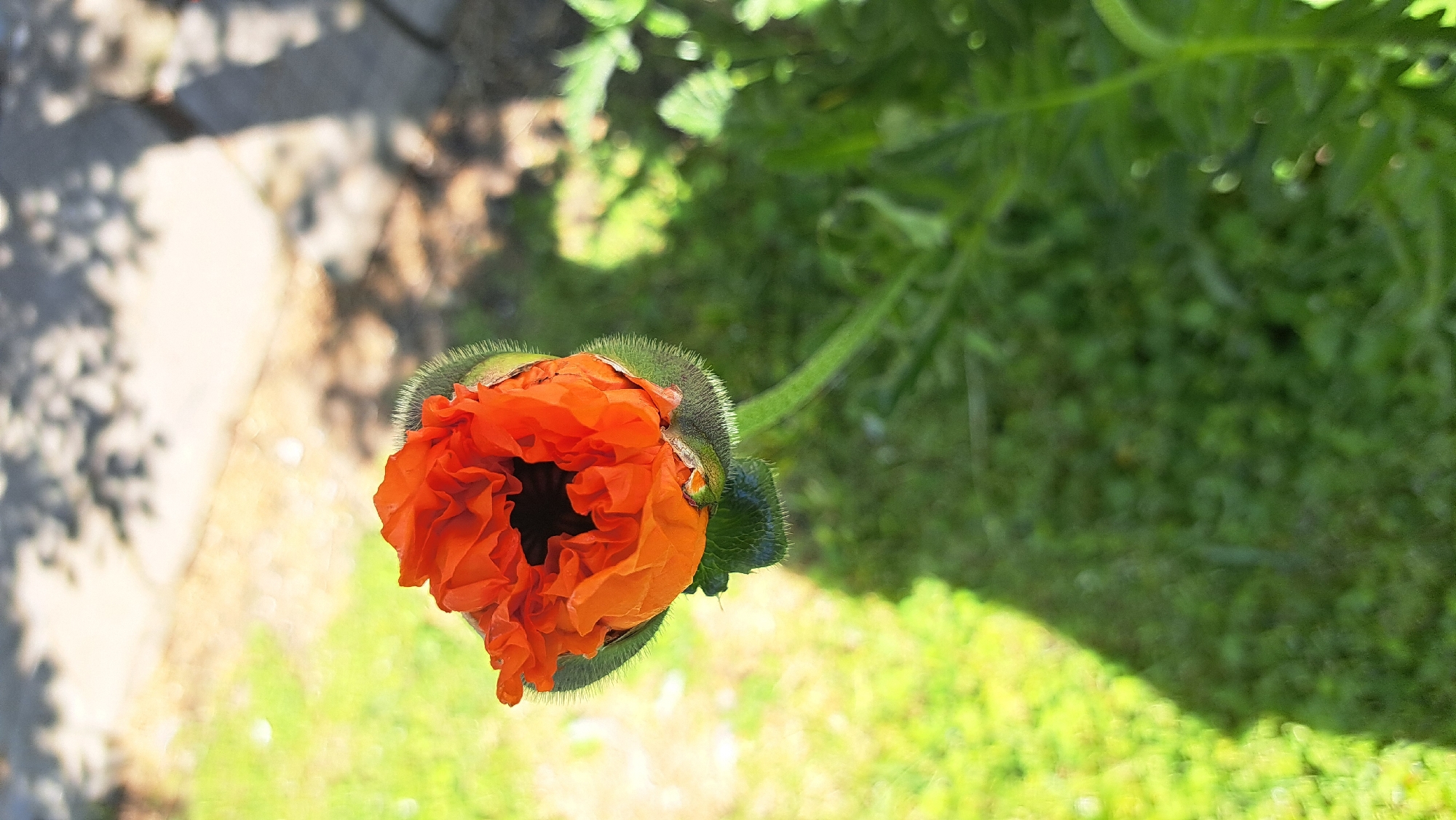 A close-up, high-angle photograph shows an orange poppy blossom starting to open, positioned somewhat to the right of the frame's center. The flower is set against a backdrop of greenery, predominantly grass, with some foliage closer to the top right corner. To the left, an area of stone paving is visible, partially obscured by tree shadows. The general impression is of a garden setting on a sunny day.