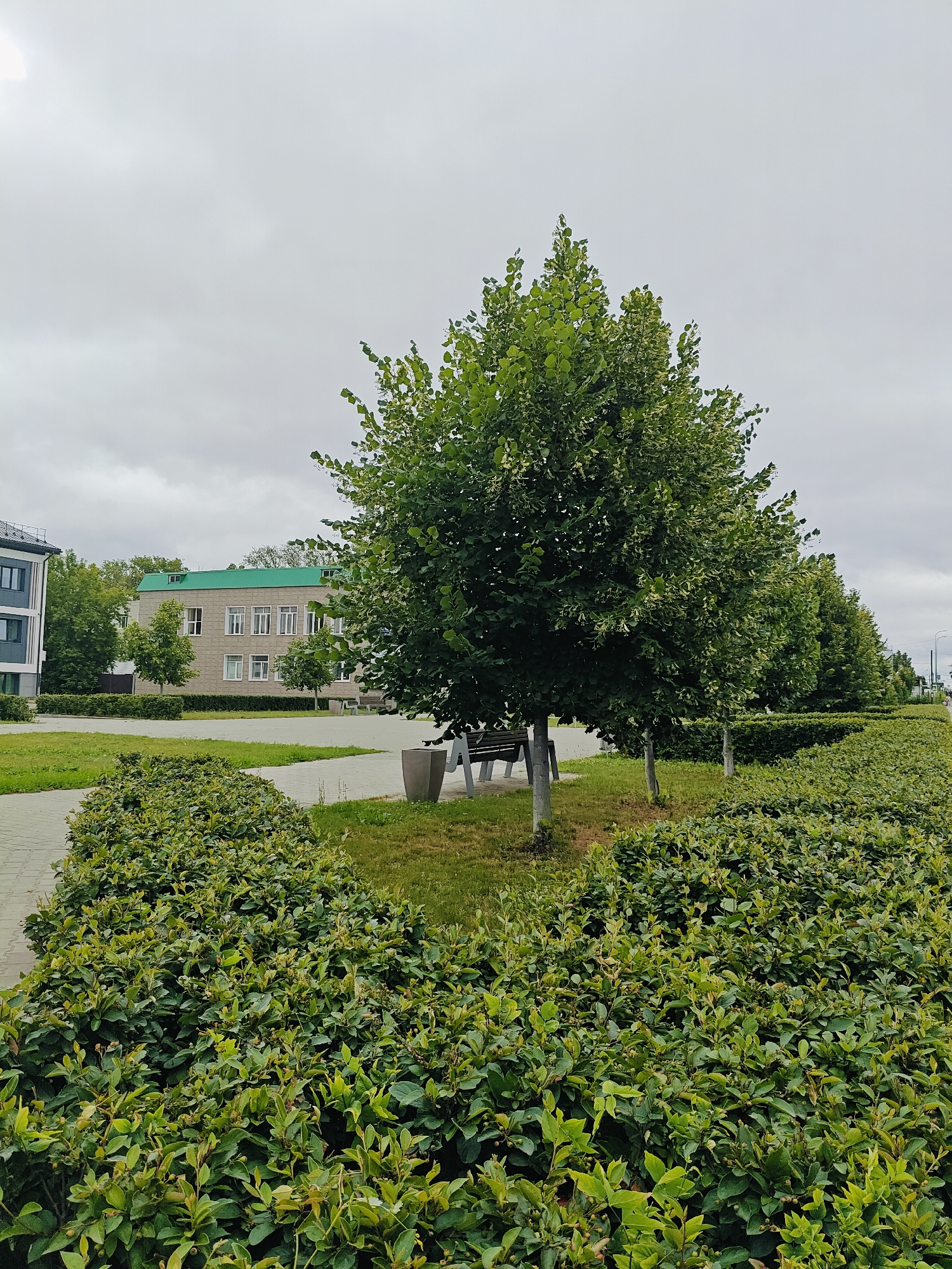 The image depicts a paved walkway alongside a manicured hedge in a city environment. In the background, a two-story building with a green roof and numerous windows is visible, alongside other modern buildings and trees. The scene appears to be a public space, possibly a park or a residential complex, with benches and planters placed for public use. The sky is overcast, suggesting a cloudy day. The location is identified as Chaikovsky, Russia.