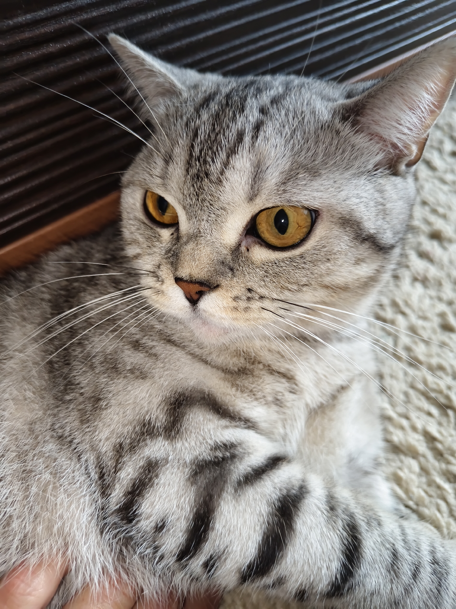 A close-up, eye-level shot captures a grey tabby cat with striking amber eyes. The cat's fur exhibits classic tabby markings, with dark grey stripes against a lighter grey base. Its ears are pointed, and long white whiskers extend from its muzzle. The cat is positioned on a textured, light-colored surface, possibly a rug. In the background, a dark, ribbed surface suggests a piece of furniture or a wall. A human hand is visible at the bottom left of the frame, lightly touching the cat's fur, indicating a gentle interaction. The lighting is soft, highlighting the texture of the cat's fur and the reflection in its eyes.