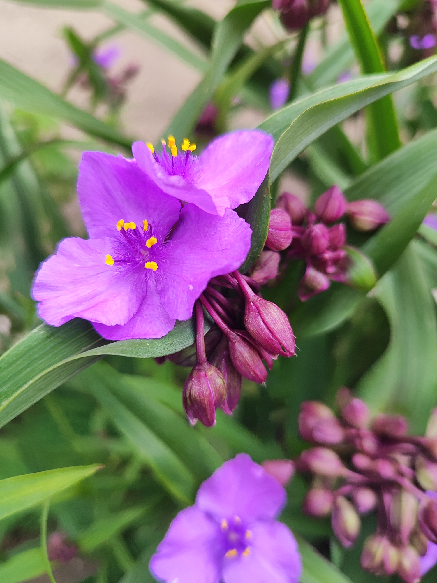 This close-up photograph captures a cluster of vibrant purple flowers and buds nestled among green foliage, set in Krasnodar, Russia. The central focus is on two three-petaled purple flowers, one prominently displayed in the upper-middle and another partially visible in the lower-right. Each flower exhibits bright yellow anthers, adding a contrasting pop of color. To the right of the main flower, a dense cluster of deep pink to purple flower buds is visible, some still tightly closed while others show hints of their impending bloom.
The flowers and buds are framed by long, narrow, blade-like green leaves that extend across the composition. The background is softly blurred, showing indistinct shapes of green and lighter tones, suggesting an outdoor setting like a garden or natural environment during daytime. The lighting is soft and natural, highlighting the textures of the petals and leaves. No human activity or objects are depicted, and no text is visible within the image. The shallow depth of field brings the intricate details of the flowers and buds into sharp focus, emphasizing their delicate structure and rich coloration.