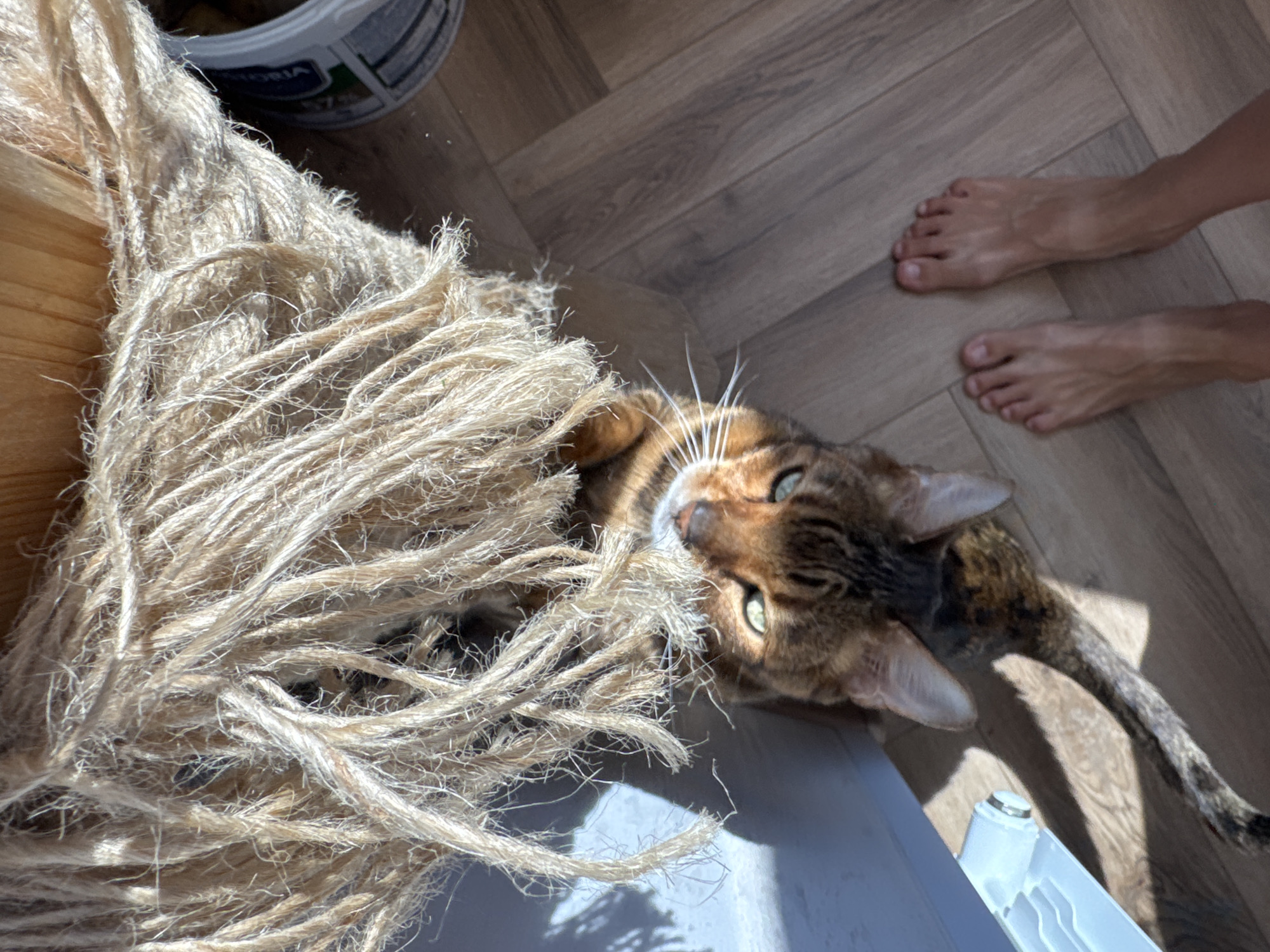 A high-angle shot shows a cat with brown fur playing with a light brown rope toy. The cat lies on a light gray surface. A pair of bare feet are visible on the upper right corner of the image on the wooden floor. A bucket is on the upper left corner of the image.