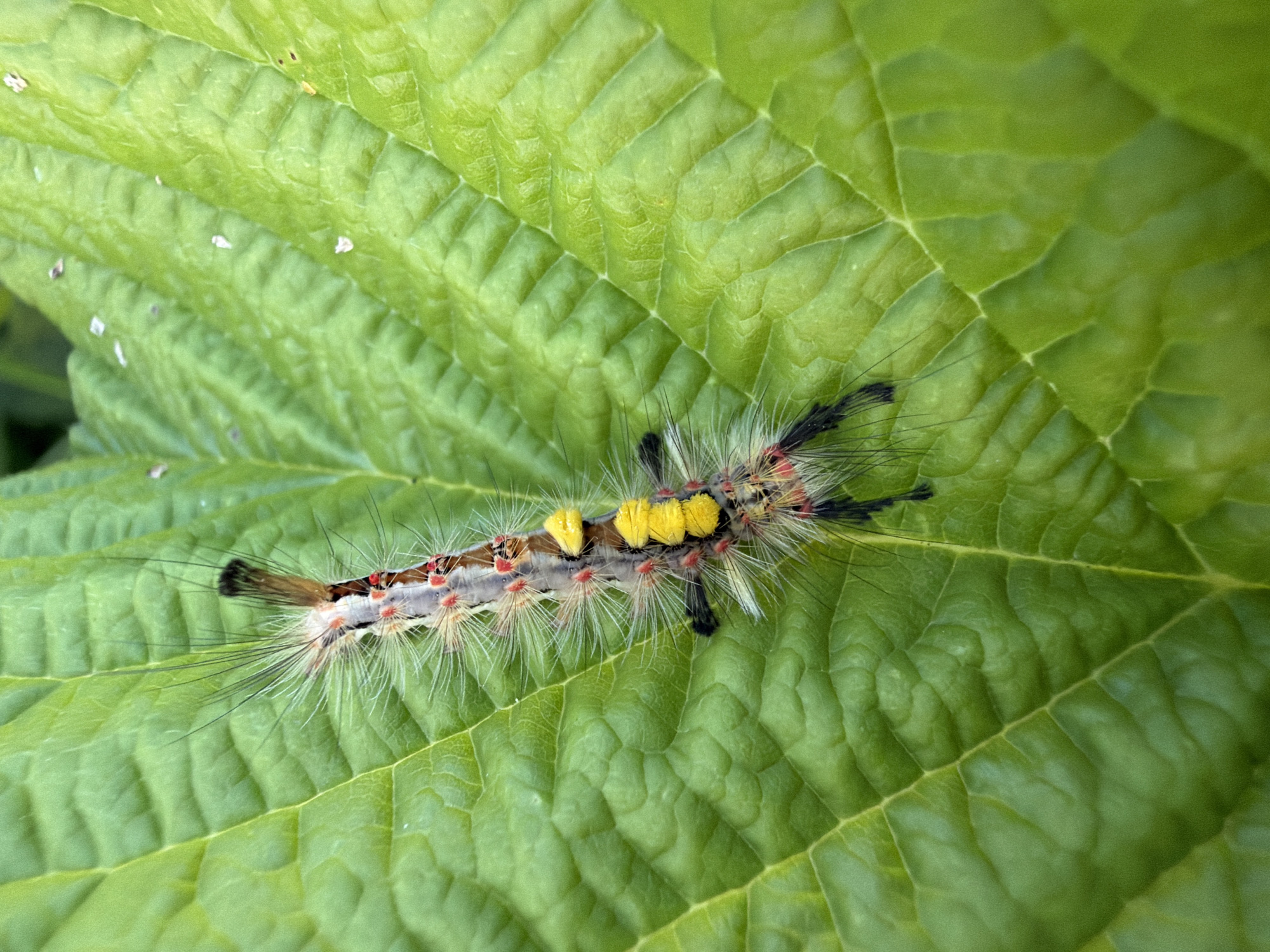 A close-up, top-down view shows a caterpillar with white, yellow, and red markings crawling on a vibrant green leaf. The caterpillar has numerous white, hair-like bristles, with tufts of black hairs on its posterior end. It also displays bright yellow spots and small red dots along its segmented body. The leaf it rests on has a prominent network of veins, creating a textured surface. The background is out of focus, suggesting a shallow depth of field. The scene is likely set outdoors, possibly in a garden or natural area within or around Madona, Latvia. No people or specific structures are visible.