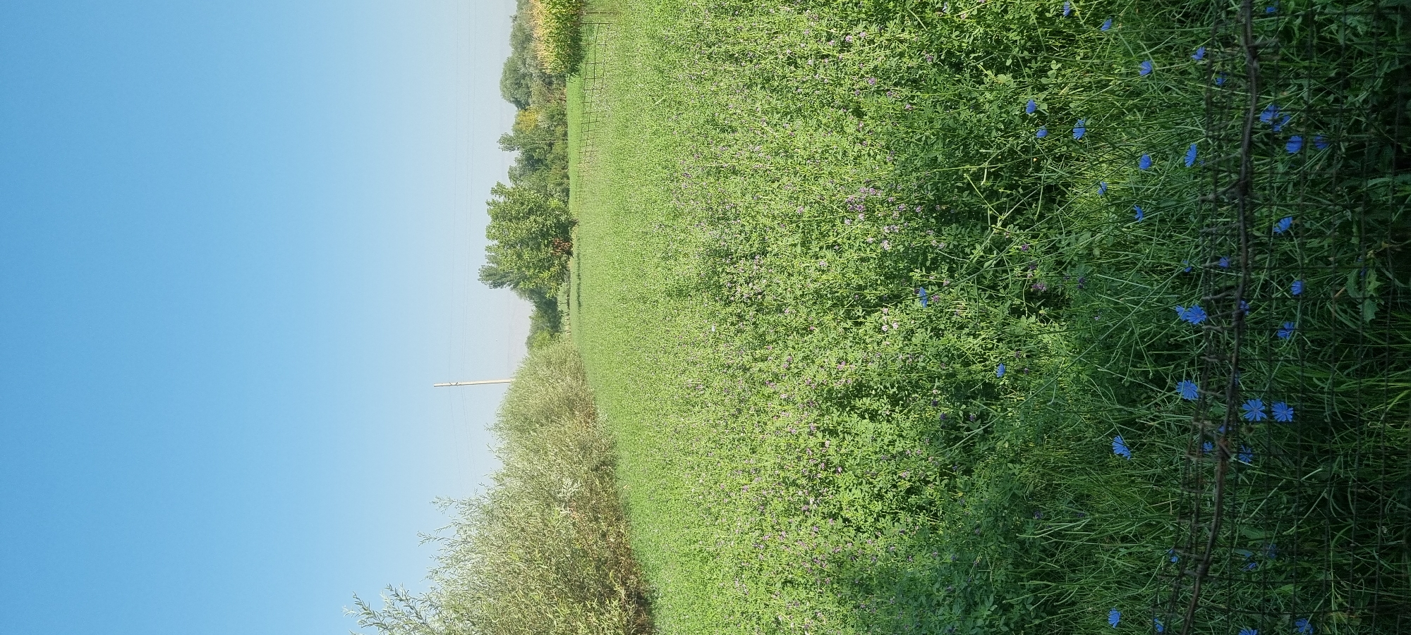 A wide, vertical, eye-level outdoor shot captures a sunlit field of green vegetation under a clear, pale blue sky. The vegetation is dense and tall, with hints of small purple flowers interspersed throughout, particularly in the midground. In the foreground, a rusty barbed wire fence runs horizontally across the lower portion of the image, with several small, bright blue flowers visible in the grass behind it. To the left, a line of trees with pale green foliage stretches horizontally, forming a border for the field. In the background, more trees of varying shades of green are visible, along with a single, tall utility pole. The overall impression is one of a rural or semi-rural agricultural landscape.