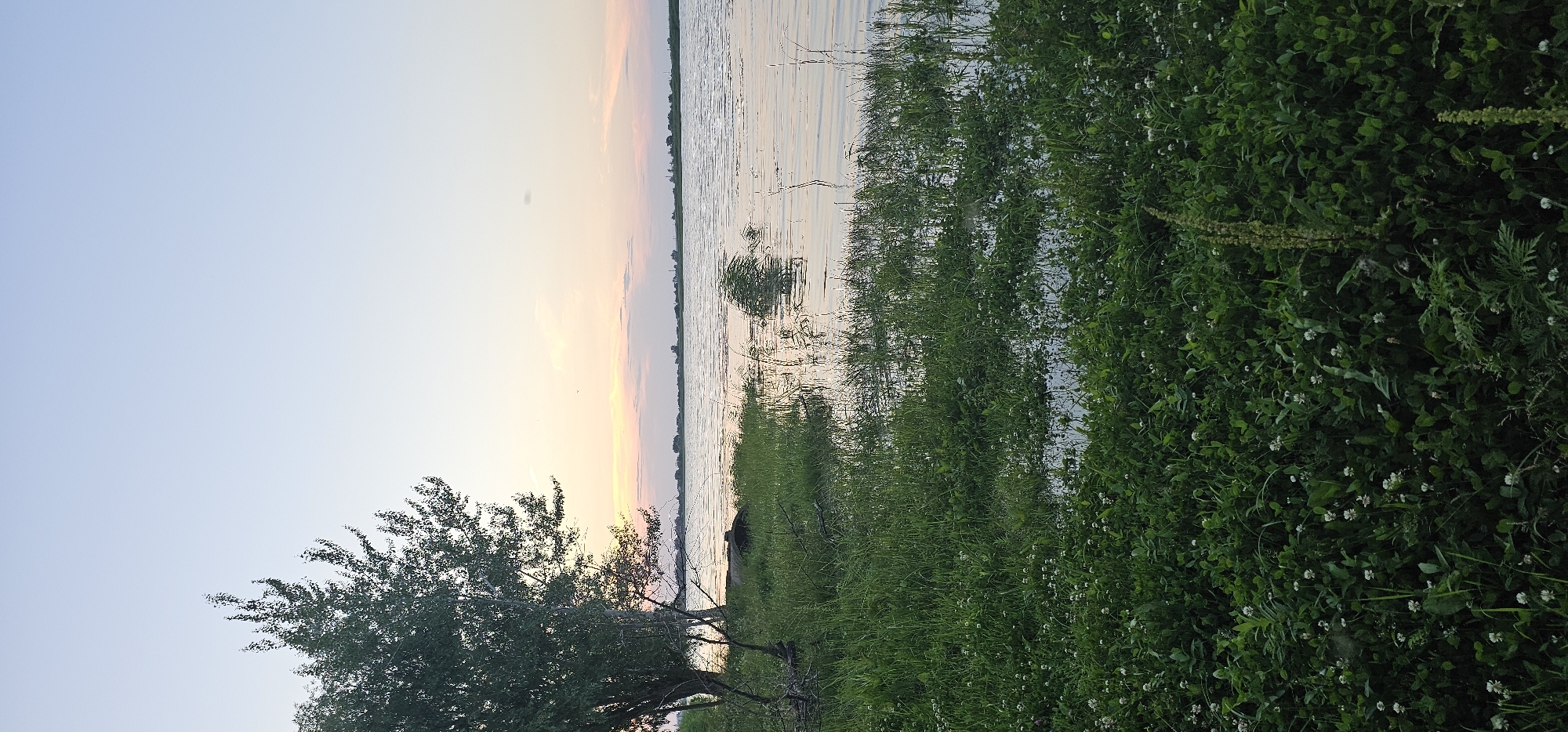 The image depicts a serene natural scene by a body of water, possibly a river or lake, at dusk. In the foreground, lush green grass with small white flowers covers the bank, with some areas appearing partially submerged in water. A tree with green foliage stands on the left side of the frame. The water is calm, reflecting the soft hues of the sky. In the distance, a faint treeline and some structures are visible on the horizon. The sky is a gradient of pale blue and pink, suggesting the setting or rising sun. There are no people or animals visible in the image. The overall impression is one of tranquility and natural beauty. This location is within the city of Овощной, Russia.