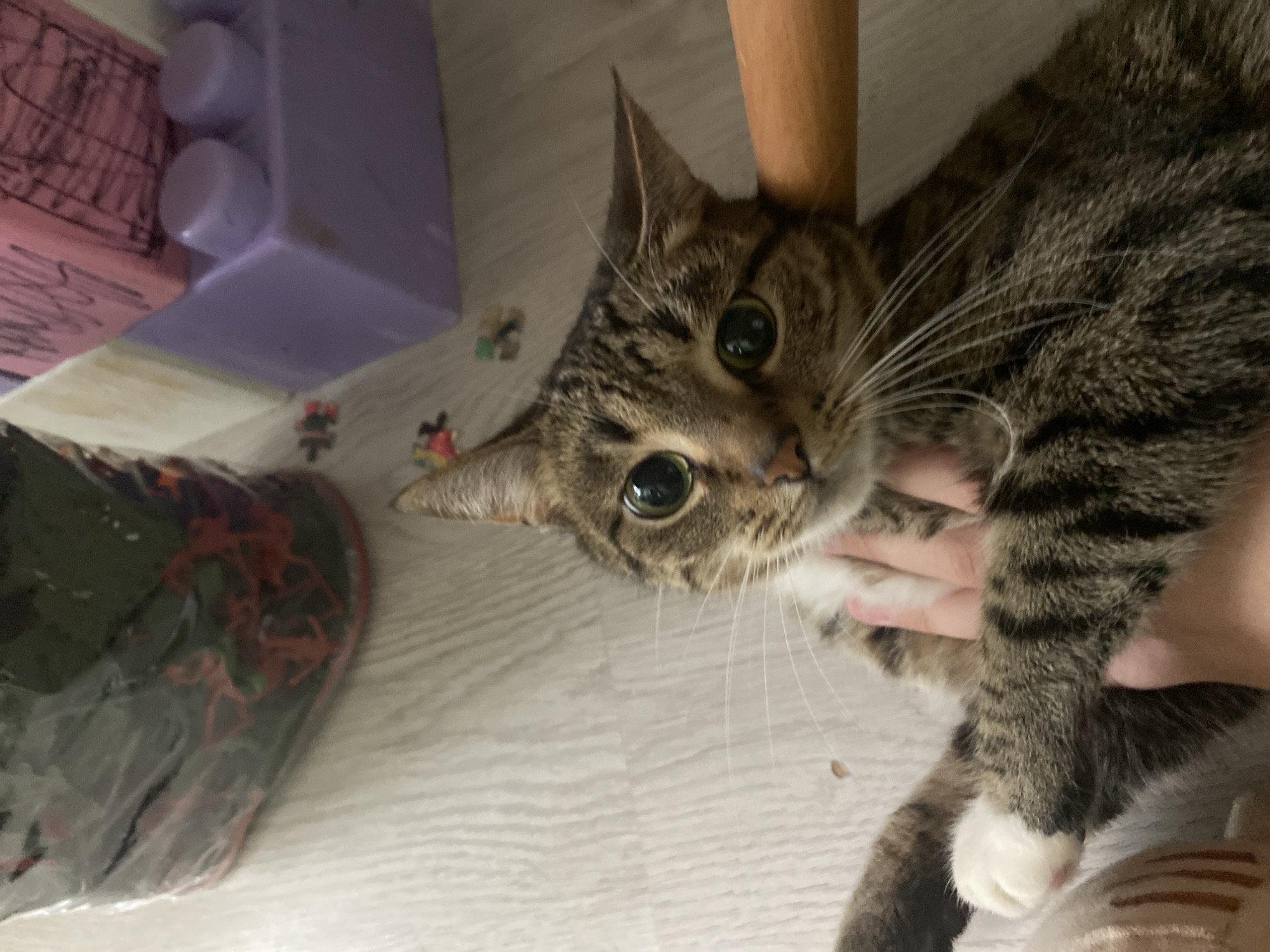 A tabby cat with wide green eyes is held by a person's hand. The cat is looking directly at the camera. The background consists of a light-colored wooden floor, a purple toy block, and a black plastic bag filled with red and green items. The scene appears to be indoors, possibly in a home. The lighting suggests it could be daytime. There is no visible text in the image.