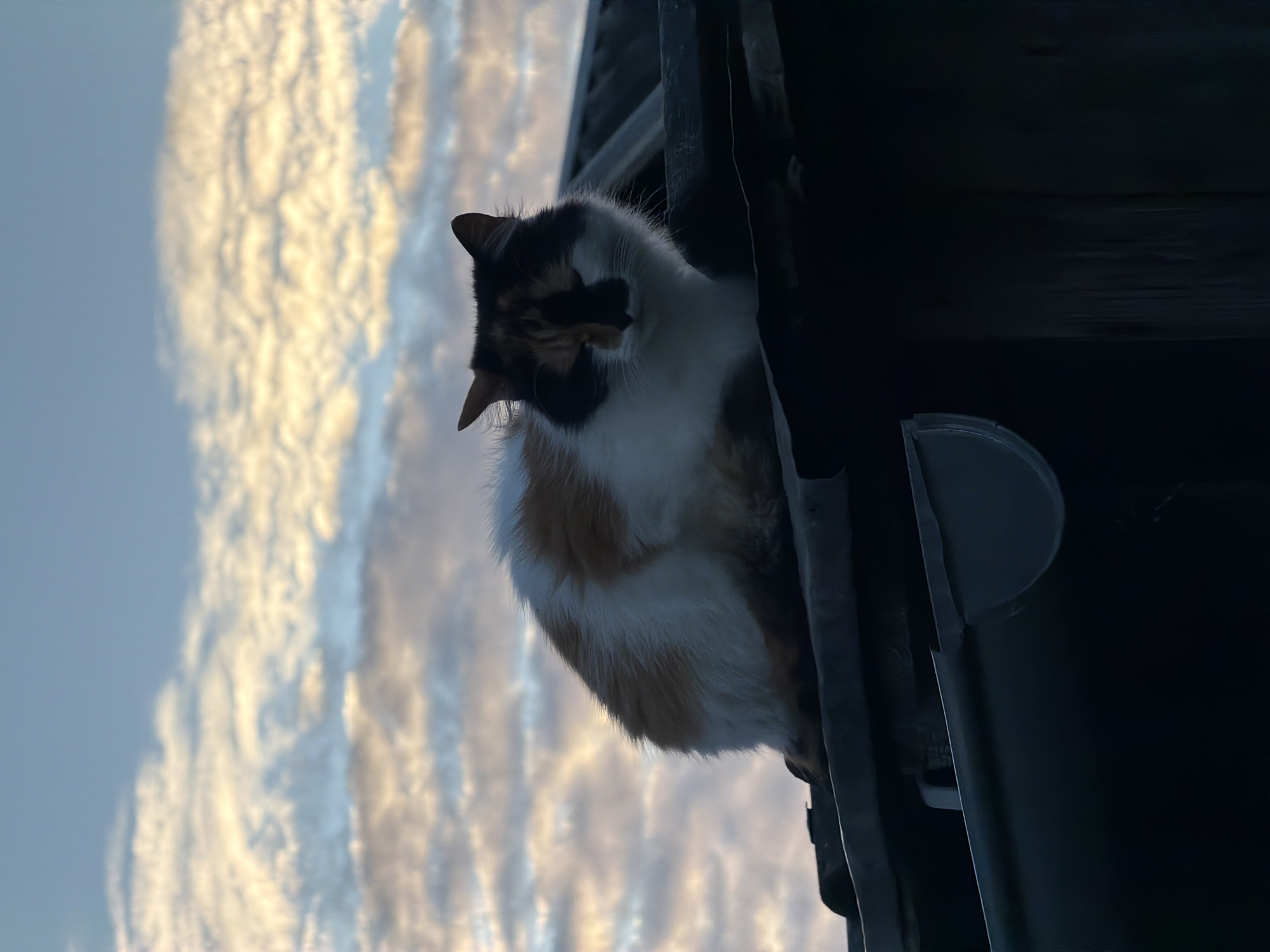 A calico cat with white, orange, and black fur sits on a dark, tiled roof under a cloudy sky. The cat is facing forward, its eyes partially closed. A dark gutter runs along the edge of the roof below the cat. The background consists of a sky filled with horizontal bands of clouds, illuminated by what appears to be sunset or sunrise. The image was taken in Dreiliņi, Latvia.