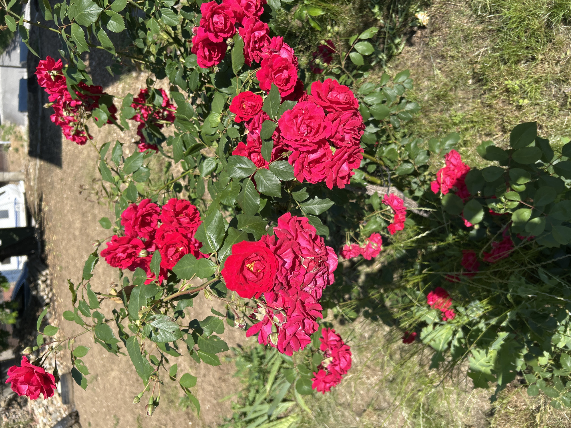 A top-down shot captures a cluster of red roses in full bloom, interspersed with green leaves. The roses are of varying sizes and stages of opening, creating a dense and textured appearance. The surrounding ground is a mix of brown dirt and green grass. In the background, blurred and indistinct, a building is visible, suggesting an urban setting. Based on the location specified, this image likely originates from Lyaskovets, Bulgaria.
