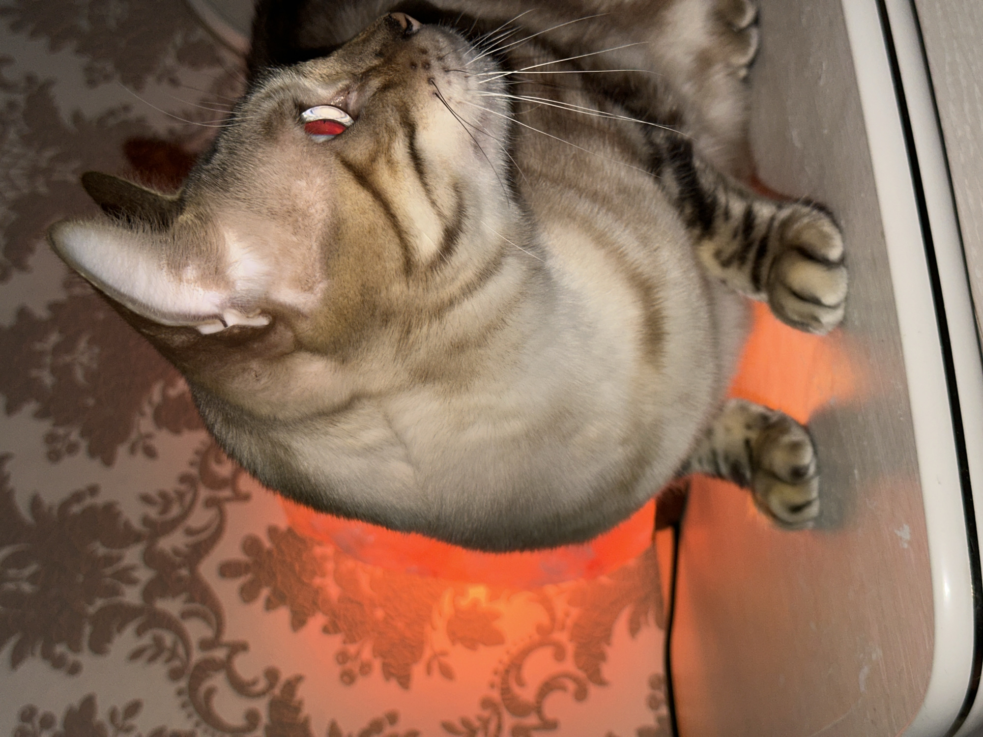 A medium shot, captured at an upward angle, features a domestic short-haired cat with tabby markings. The cat, positioned on a light-colored surface, is illuminated by an orange light source to its left, which casts patterned shadows from what appears to be wallpaper onto the background. The cat's gaze is directed away from the camera. The scene is indoors, with no specific indication of location within Energetik, Russia.