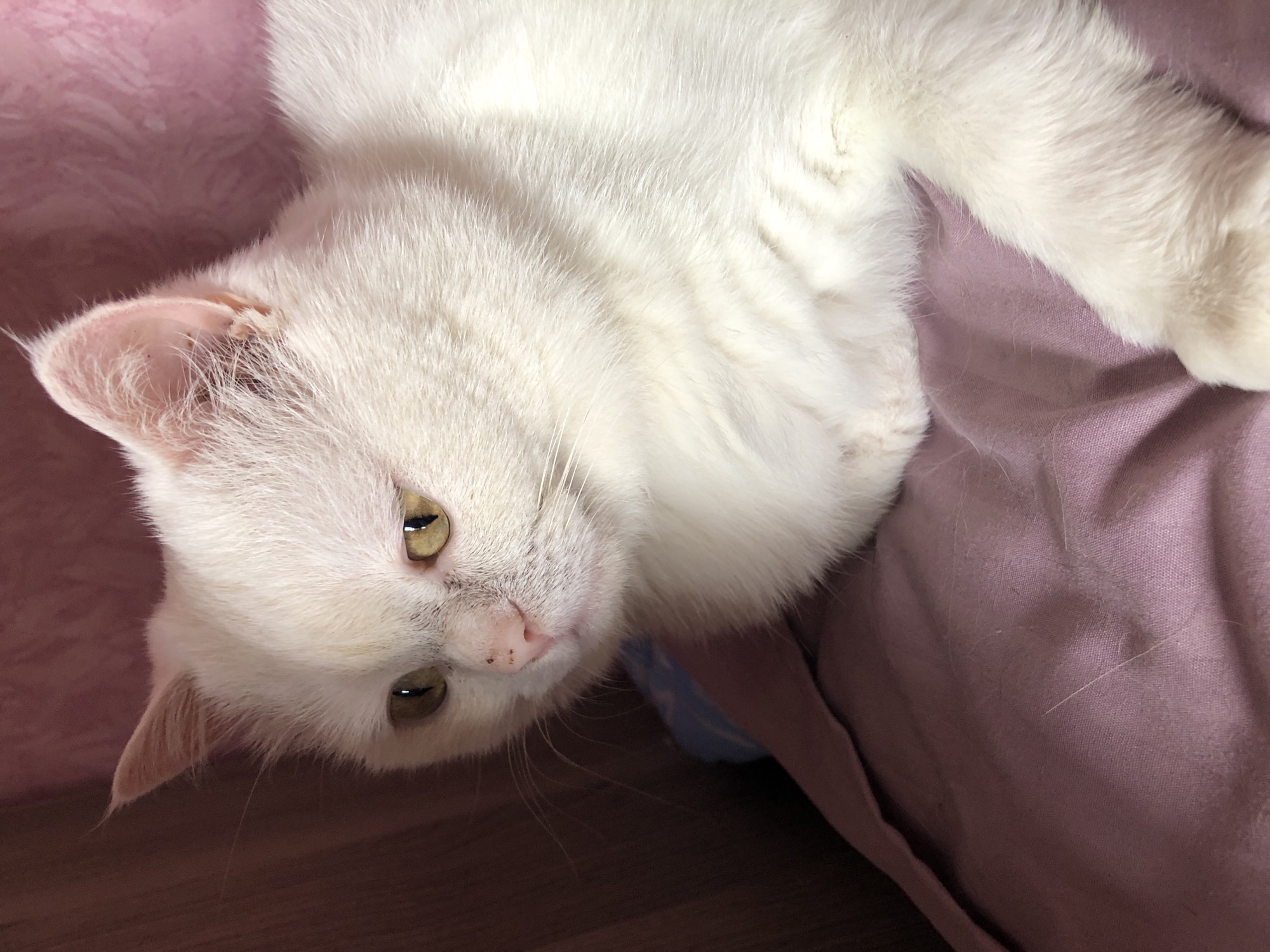 A white cat with yellow eyes is lying down on a pink blanket. The cat is facing left and looking down. The background is blurred and out of focus.