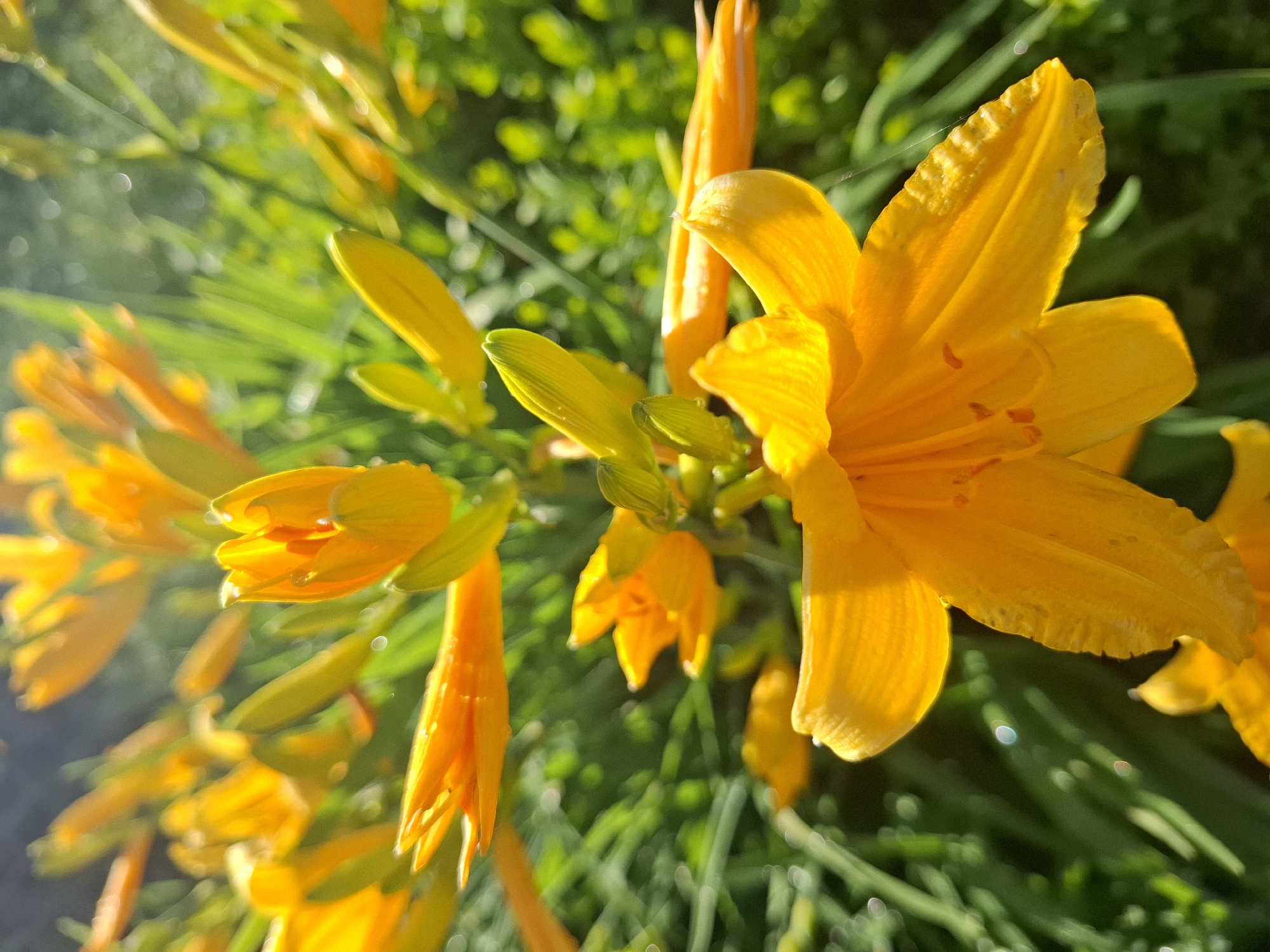 The image shows a close-up of bright orange daylilies in bloom. Some buds are still closed, and there is green foliage in the background. The lighting suggests it is daytime. There is no evidence to indicate the location is Khlevnoye, Russia. The description focuses on the visible elements of the image.