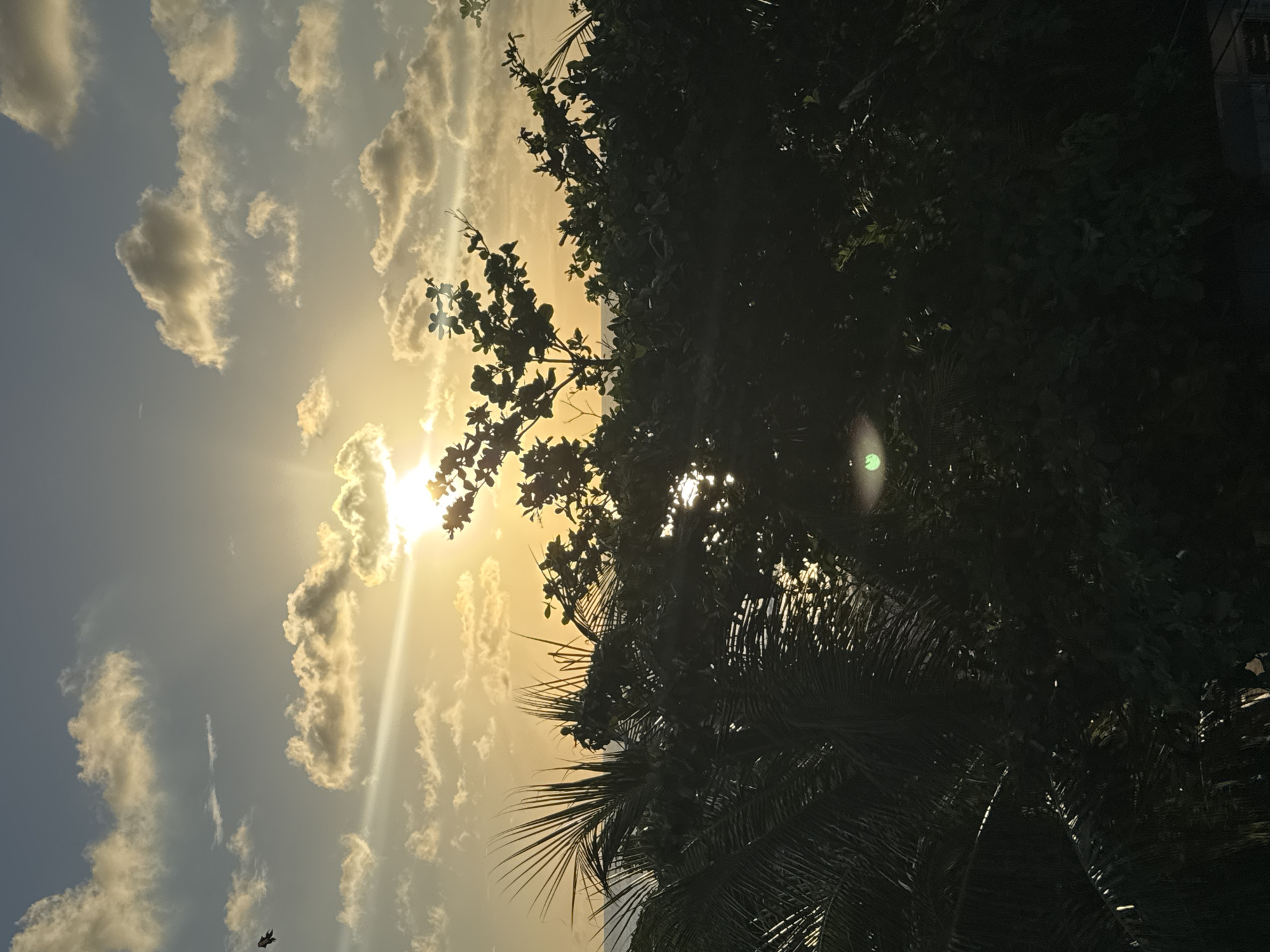 The image depicts a sky scene with the sun partially obscured by clouds and tree foliage. The sky is a mix of blue and yellowish hues, with fluffy white clouds scattered throughout. The sun shines brightly, creating a glare and light rays extending downward. Dark green tree branches and leaves, some of which are palm tree leaves, are visible on the right side of the image, partially blocking the sun. The scene has a warm, golden tone, likely indicating a sunset or sunrise. In the bottom left of the image, there is a small bird flying. Due to the abundance of palm trees, it is likely this image was taken in Kuta, Indonesia. However, there are no buildings or landmarks visible in the image to confirm the location definitively.