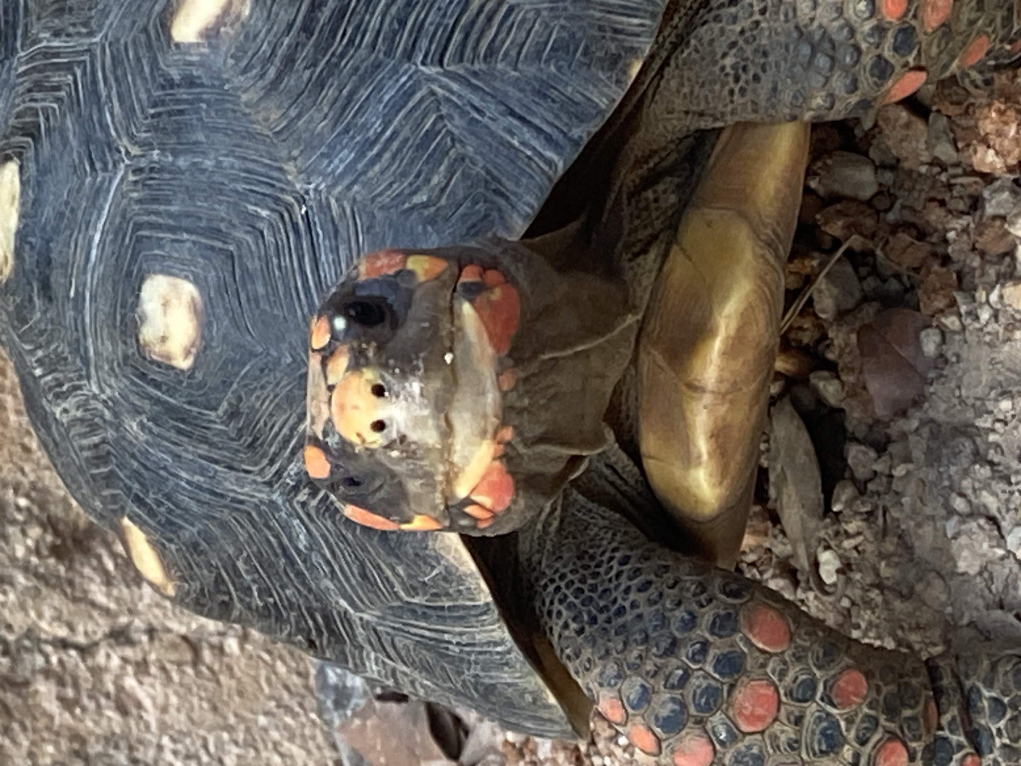 A close-up shot of a turtle. The turtle has a black shell and a brown and red patterned head. It is located in what appears to be a rocky, outdoor environment. The location is Tinaquillo, Venezuela.