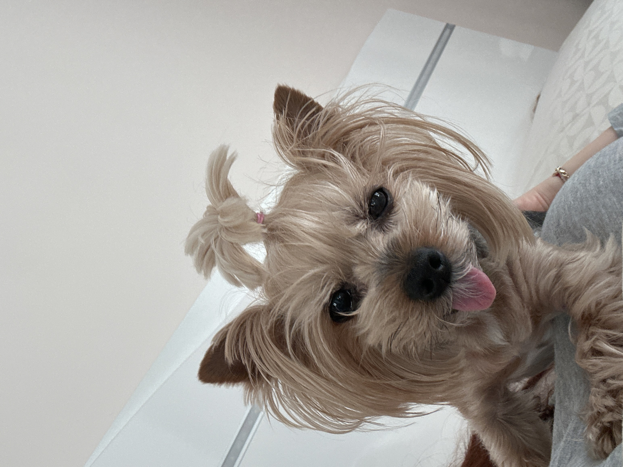 A close-up, slightly angled shot of a small, light brown dog, likely a Yorkshire Terrier, is captured indoors. The dog has its tongue sticking out, suggesting a playful or relaxed state. Its fur is long and styled with a small ponytail secured by a pink band on the top of its head. The dog is being held by a person wearing grey clothing, with a ring visible on one of their fingers. The background includes a plain, light-colored wall and a part of what appears to be a white door or furniture with a linear design. The setting seems to be indoors, possibly a home environment. There is no indication of Sofia, Bulgaria.