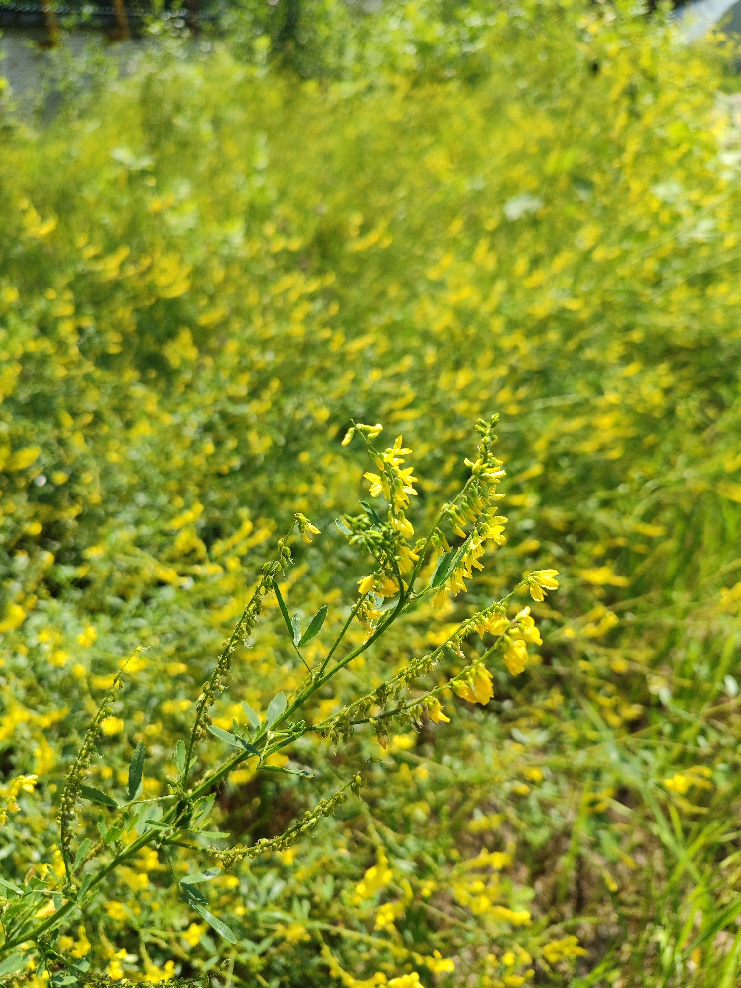 A close-up, vertical shot features a stem of small yellow flowers against a blurred background of more yellow flowers and green foliage. The main stem, in focus, has delicate green leaves and clusters of tiny yellow blossoms, some of which are open and others are still buds. The background is a soft blur of yellow and green, suggesting a field or meadow. The lighting is bright, indicating daylight, and the overall impression is one of nature in bloom. The image was taken in Unknown, Unknown.