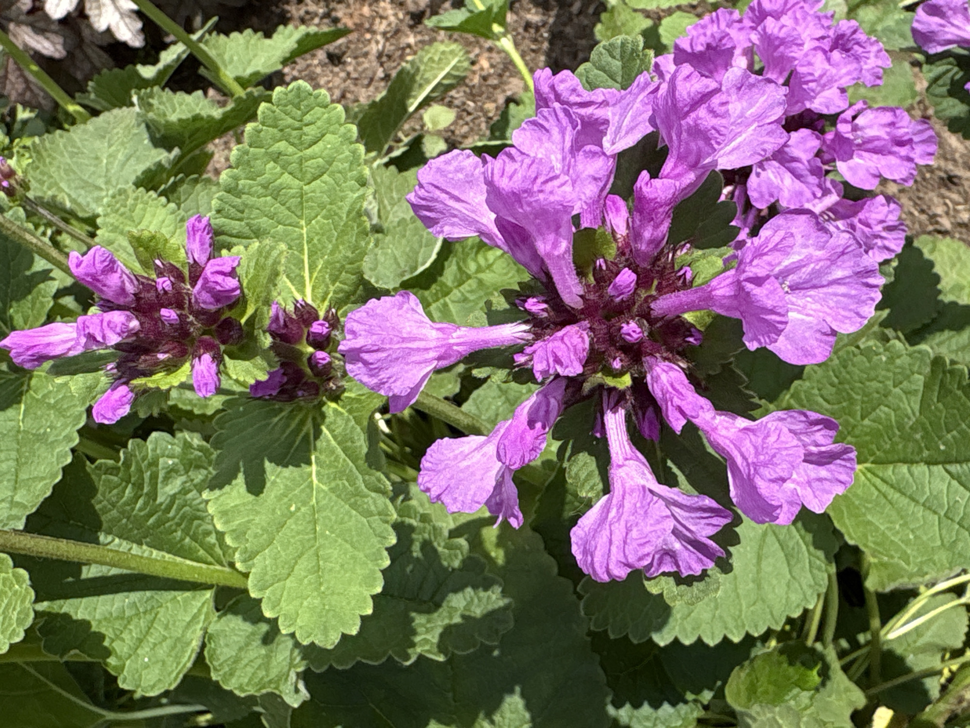 A close-up, overhead shot captures a cluster of vibrant purple flowers with delicate, ruffled petals, some still in bud, surrounded by lush green foliage. The flowers are arranged in whorls atop sturdy stems, with some petals appearing to be tubular. The leaves are broad, with serrated edges and prominent veins, creating a textured backdrop. The lighting suggests a sunny day, with shadows cast across the leaves and flowers. The background is blurred, showing brown soil and hints of other greenery. The image does not depict any people or actions. The location is identified as Kumyony, Russia, but the specific scene does not provide any visual cues to confirm this detail.