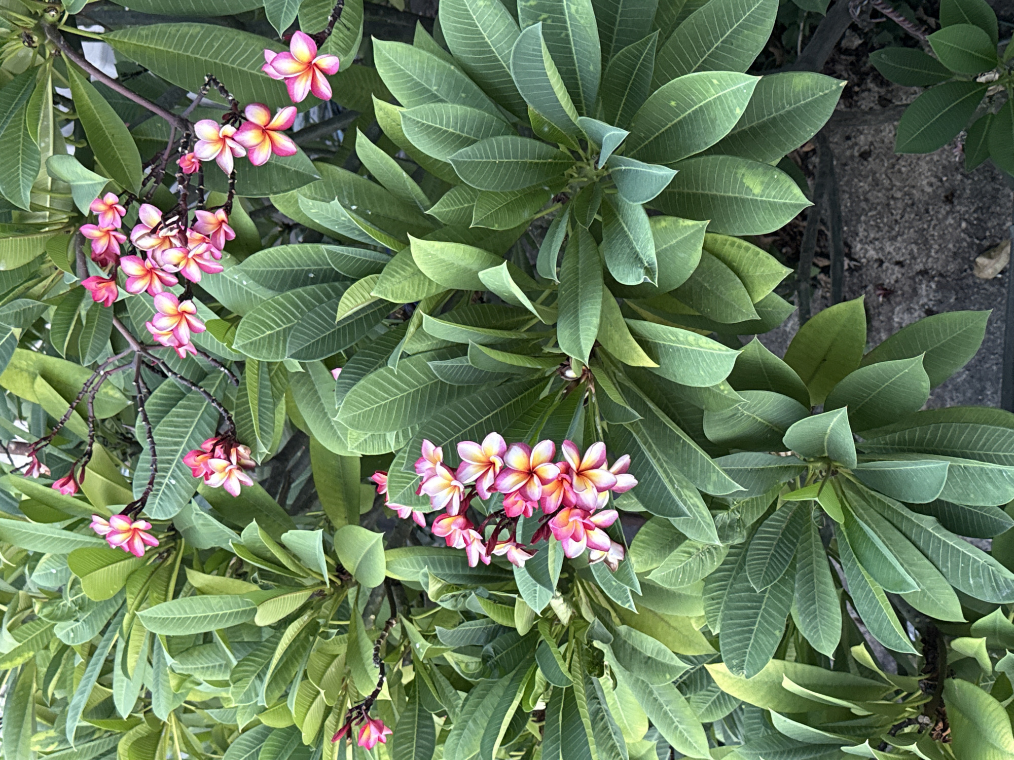 A close-up, eye-level shot captures a cluster of vibrant pink and yellow plumeria flowers blooming amidst lush green leaves. The flowers are the primary focus, with their delicate petals unfurling in clusters on dark branches. The leaves are large and elongated with prominent veins, creating a dense backdrop. The overall impression is one of natural beauty and tropical flora. The image appears to be taken outdoors, possibly in a garden or natural setting. Based on the presence of plumeria flowers, a plant commonly found in tropical regions, and the general aesthetic, the scene could be located in Ko Samui District, Thailand.