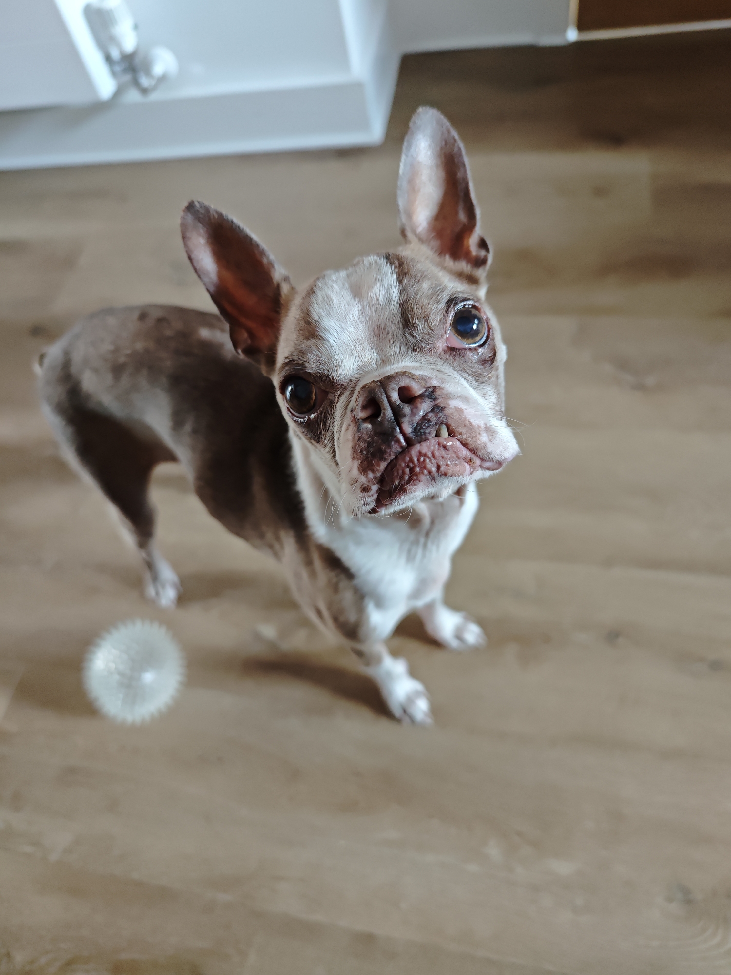A brown and white Boston Terrier dog stands on a wooden floor, looking up at the camera. The dog has large, erect ears and expressive eyes. Its face is white with brown markings around the eyes and nose, and it has a wrinkled muzzle with visible teeth. To the left of the dog, a small, spiky white ball is visible on the floor. The background shows a white surface with some light fixtures, possibly part of a ceiling or cabinet. The lighting suggests an indoor setting, likely during the daytime. The dog's gaze and posture convey a sense of alertness and perhaps anticipation. No text is visible in the image.