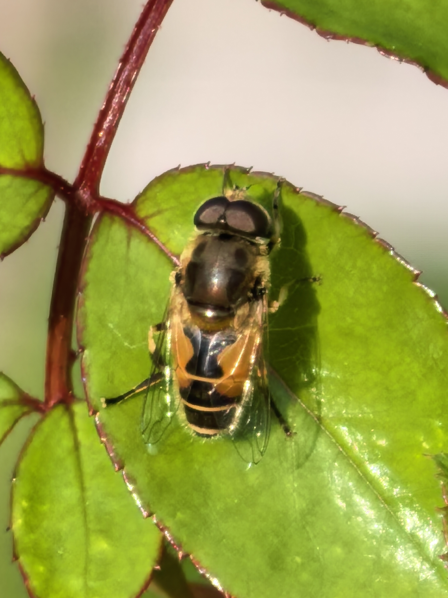 A hoverfly, identified by its bee-like appearance and large compound eyes, is perched on a vibrant green leaf. The fly's body displays distinct yellow and black banding. The leaf is part of a rose stem, evidenced by the reddish, slightly thorny stem visible in the background. The lighting suggests an outdoor environment, possibly a garden, with the background out of focus and lighter in tone, indicating a shallow depth of field. There are no people or city elements present in this close-up nature photograph.