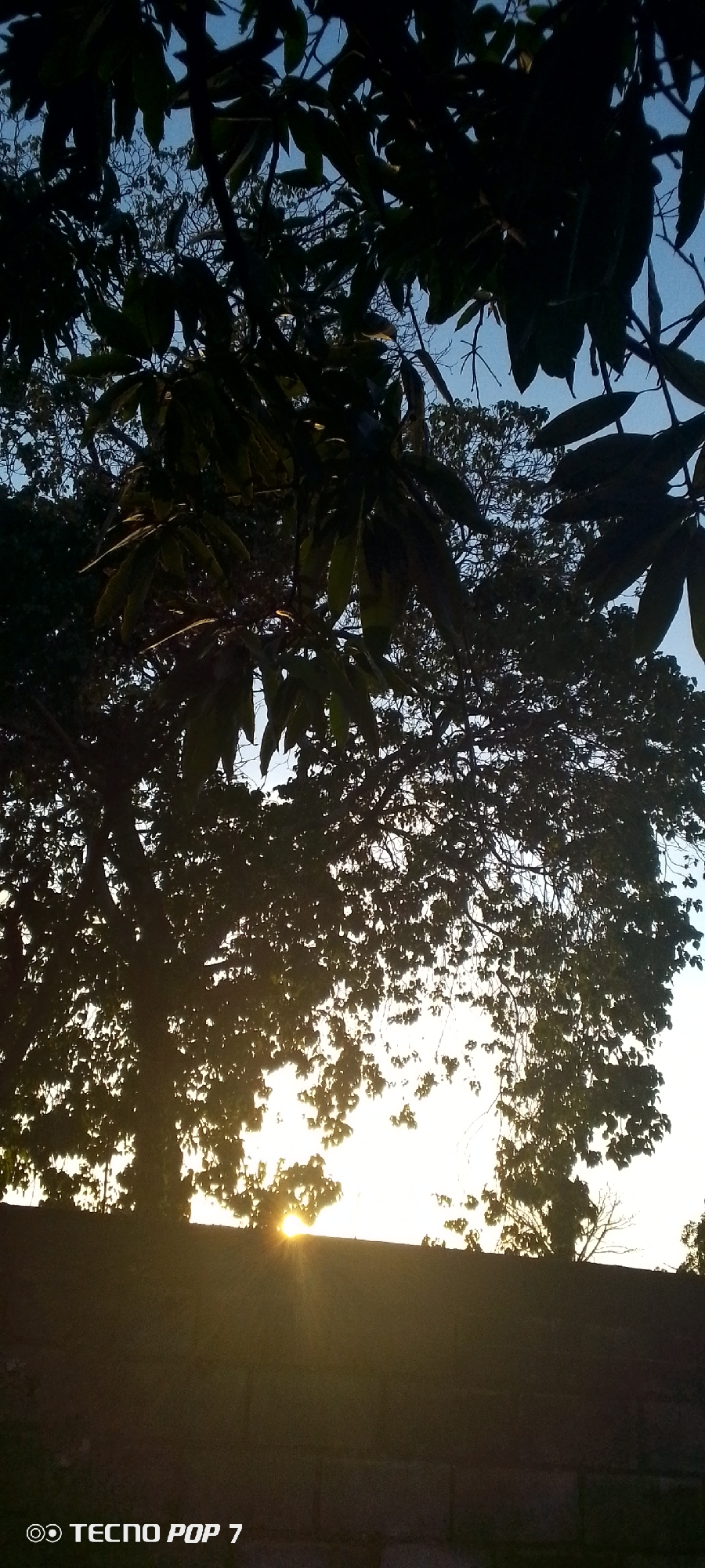 The image shows a view towards the sky, partially obscured by tree branches and leaves, likely captured at sunset or sunrise. The light source, which appears to be the sun, is low on the horizon, creating a bright glow and lens flare effect. A wall or structure is silhouetted in the foreground. The branches and leaves of the trees are dark and dense, framing the sky and light. The sky itself ranges from a light blue to white where the light is most intense. A "TECNO POP 7" watermark is in the bottom left corner. Given the prompt specified Altagracia, Venezuela as the location, it can be inferred the picture was taken there. However, no specific landmark or identifying feature within the image confirms this, meaning there is no way to identify the precise location within the city. There are no people in the image.