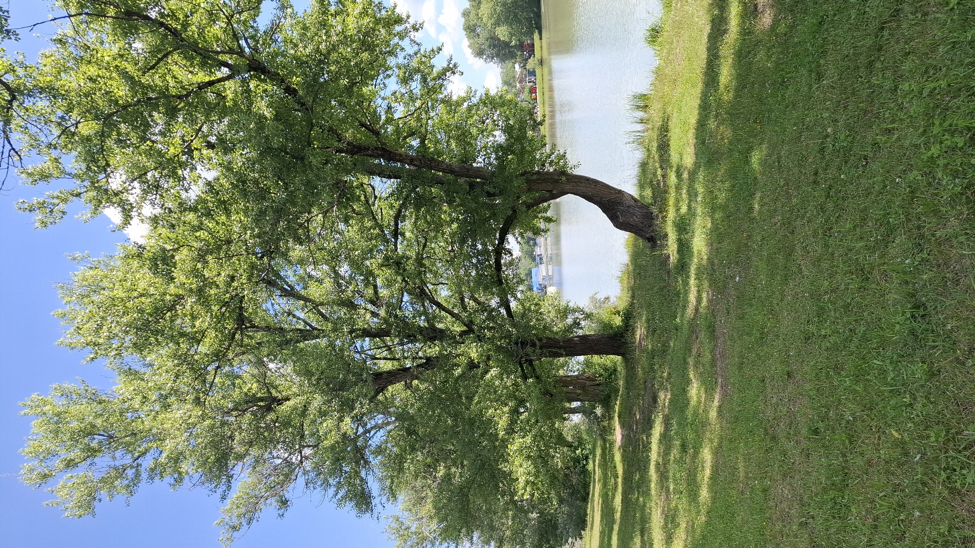 In the city of Cherkessk, Russia, this image captures a serene lakeside scene on a bright, clear day. A body of water, likely a lake or river, occupies the right side of the frame, its surface reflecting the pale blue sky and scattered white clouds. The water's edge is lined with green grass and tall reeds. In the foreground, a well-maintained grassy area is dappled with the shade of large, mature trees with full, leafy canopies. The trees are prominent features, with one tree on the right exhibiting a distinctive curved trunk near its base. In the distance, across the water, several small buildings with white roofs are visible, suggesting a settlement or recreational area. The overall impression is one of peaceful natural beauty.