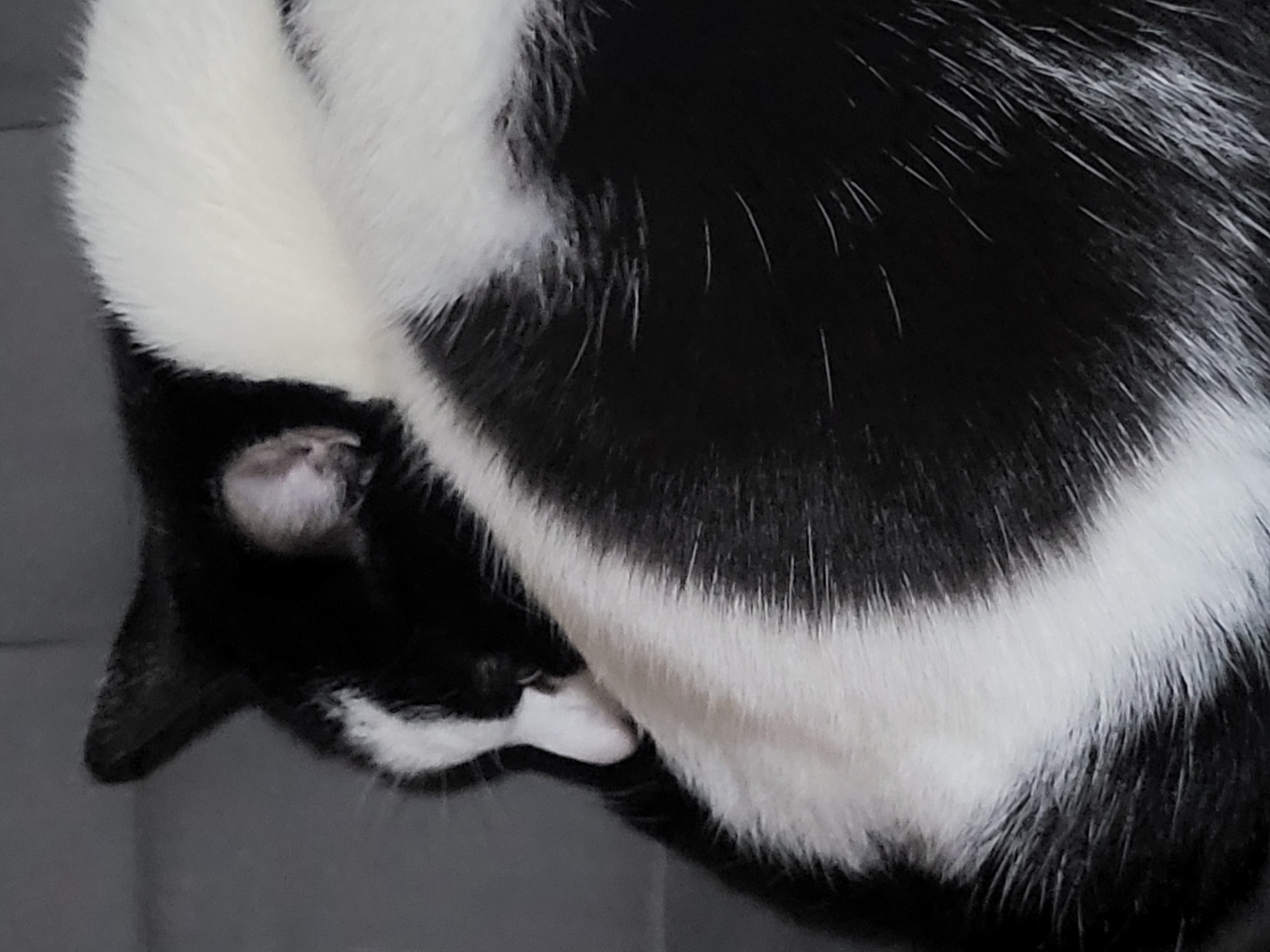 A close-up shot shows a curled-up, black-and-white cat. The cat's fur is visible in detail, with distinct black and white patches. Part of the cat's face, including an ear and nose, is visible. The cat is lying on a gray surface. There is no evidence to suggest the location is Chaikovsky, Russia.