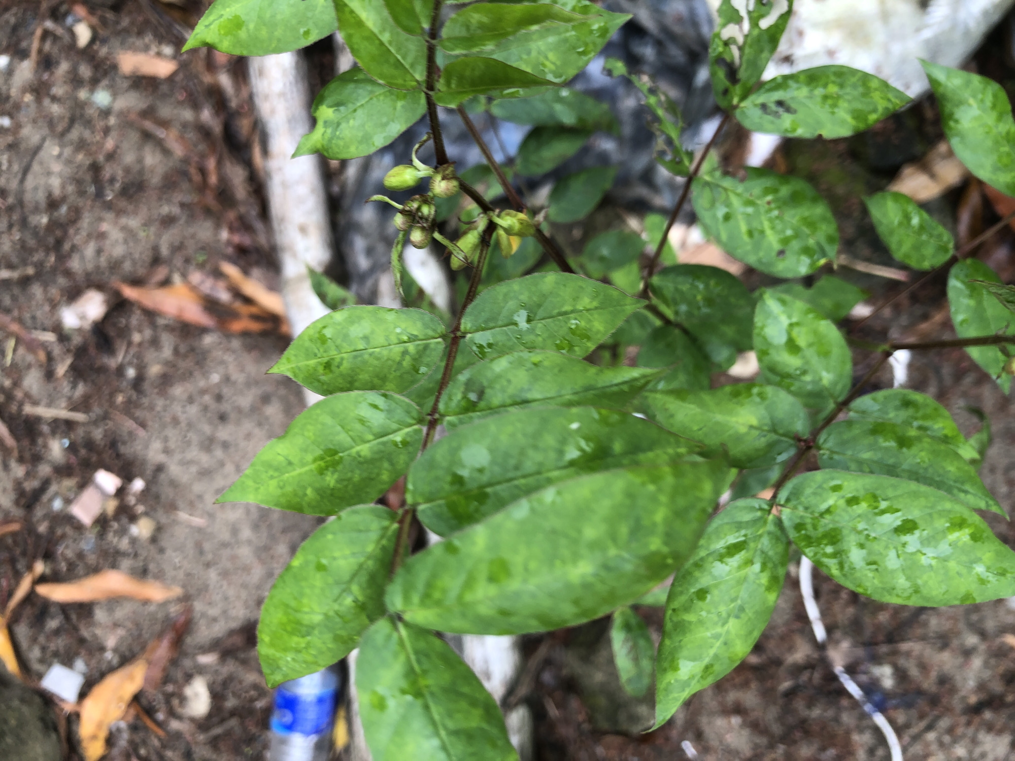 The image shows a close-up view of a green plant with several leaves and small green buds. The leaves are wet, indicating recent rain. The plant is growing in an outdoor environment, likely on the ground, with dirt, fallen leaves, and some debris visible in the background. There is a plastic bottle and some white material in the lower left and right corners of the image, respectively. The scene appears to be located in Ado, Nigeria, given the context provided.