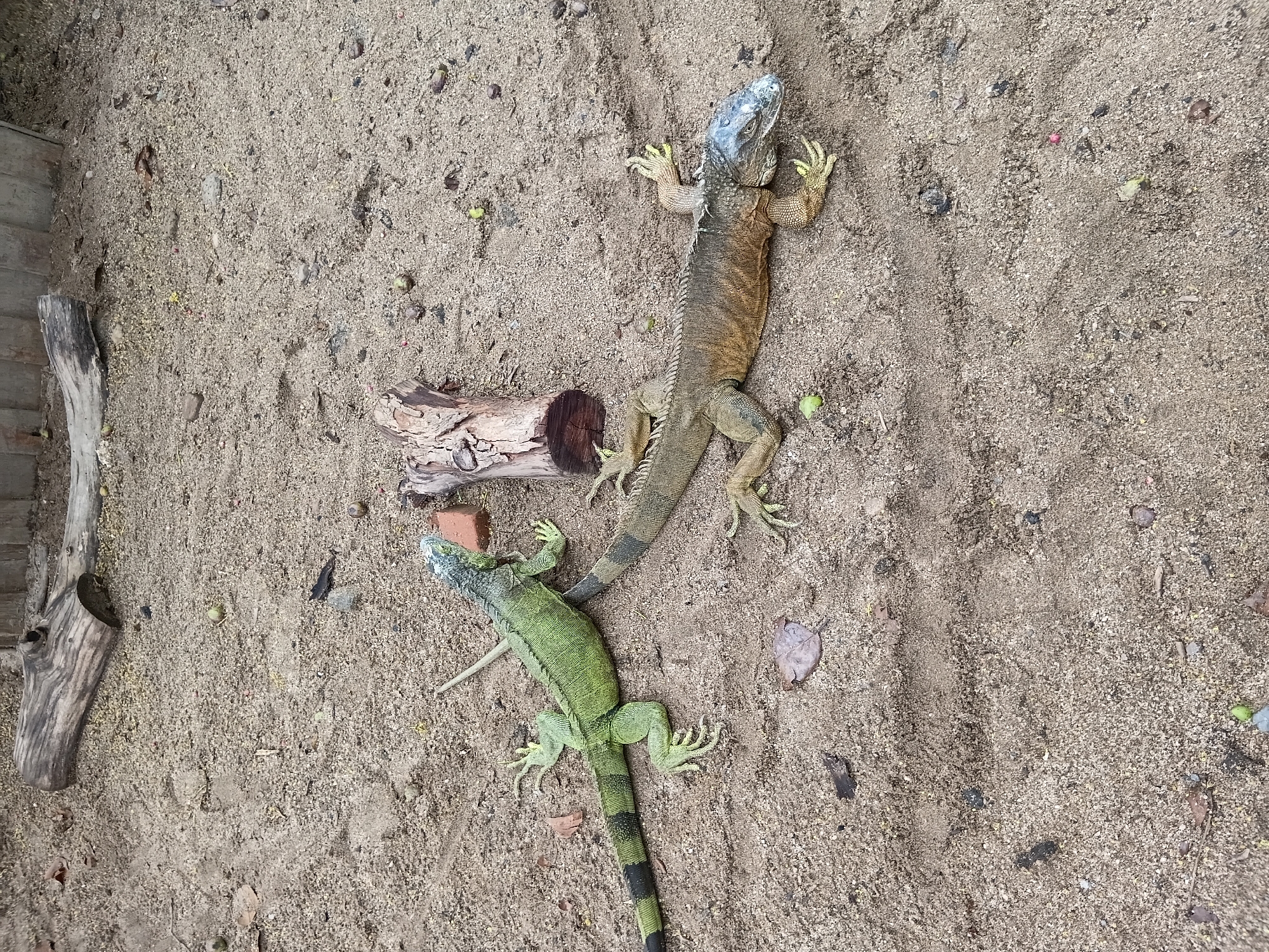 Two iguanas are on a sandy surface, possibly an enclosure in a zoo or park, in Chiang Mai City Municipality, Thailand. The iguana on the left is bright green with black bands on its tail. It is positioned facing left, with its head slightly raised. The iguana on the right is larger and has a yellowish-brown body with some greyish-blue coloration on its head. It is lying down, facing right, with its head resting on the sand. Both iguanas have prominent claws and spiky dorsal crests. The environment includes scattered small green fruits, dry leaves, and pieces of wood, including a large log in the background and a smaller, rough-hewn log section near the center of the frame. The ground is composed of fine sand with a slightly damp appearance in places, with some visible tracks or indentations. The lighting suggests it is daytime.