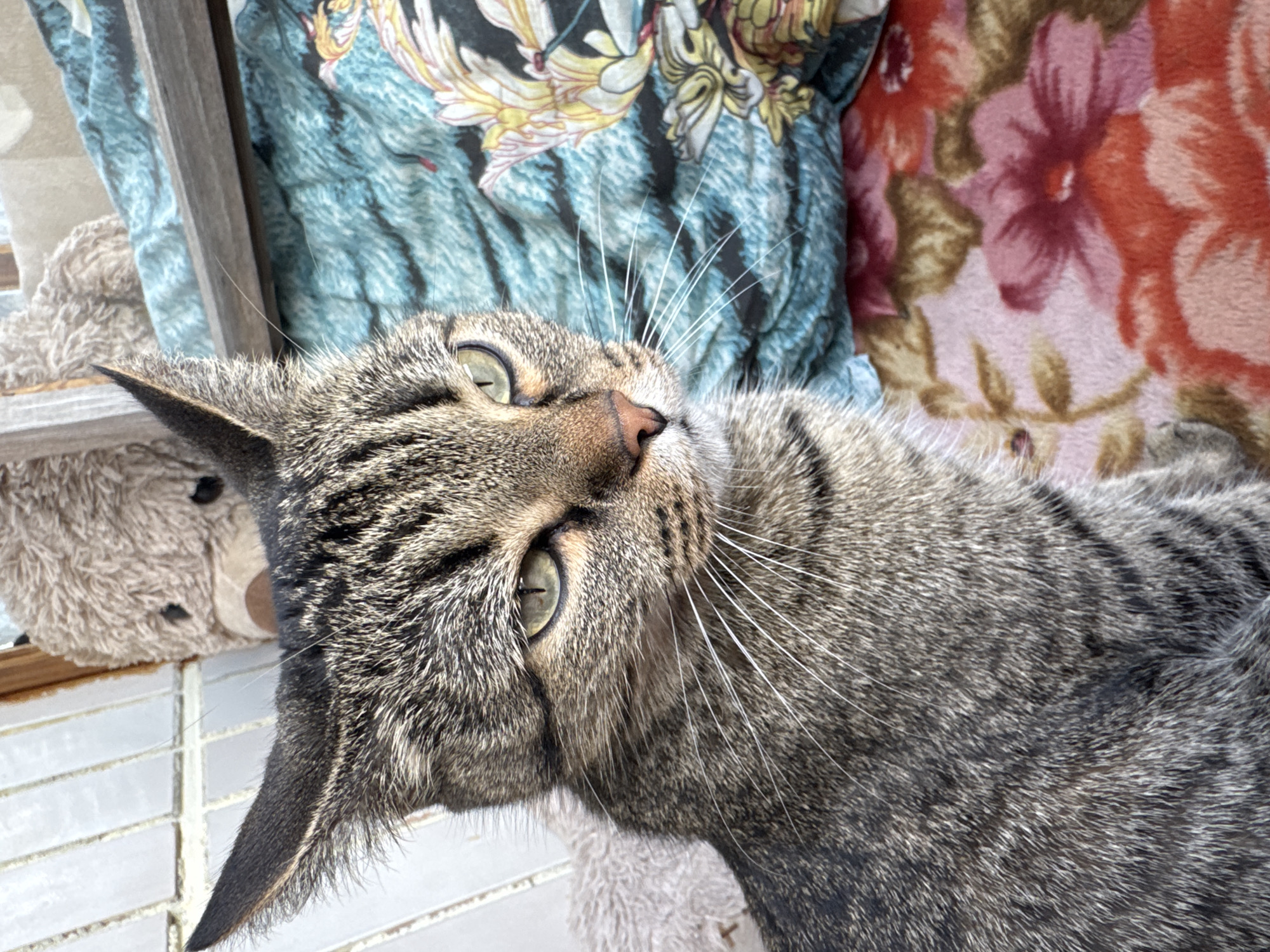 A close-up, eye-level shot shows a tabby cat with green eyes and white whiskers looking to the right. The cat has grey and black stripes on its fur and pointed ears. Behind the cat, a beige teddy bear with dark eyes is visible, positioned on a light-colored tiled wall. To the right of the cat, a blue and teal blanket with a tiger-like pattern is draped over a wooden surface. Further down, a pink blanket with a floral pattern featuring red, pink, and orange flowers is visible. The scene appears to be indoors, possibly in a home in Svetly, Russia, given the presence of domestic items like blankets and a teddy bear, and the tiled wall which is common in some Russian homes.