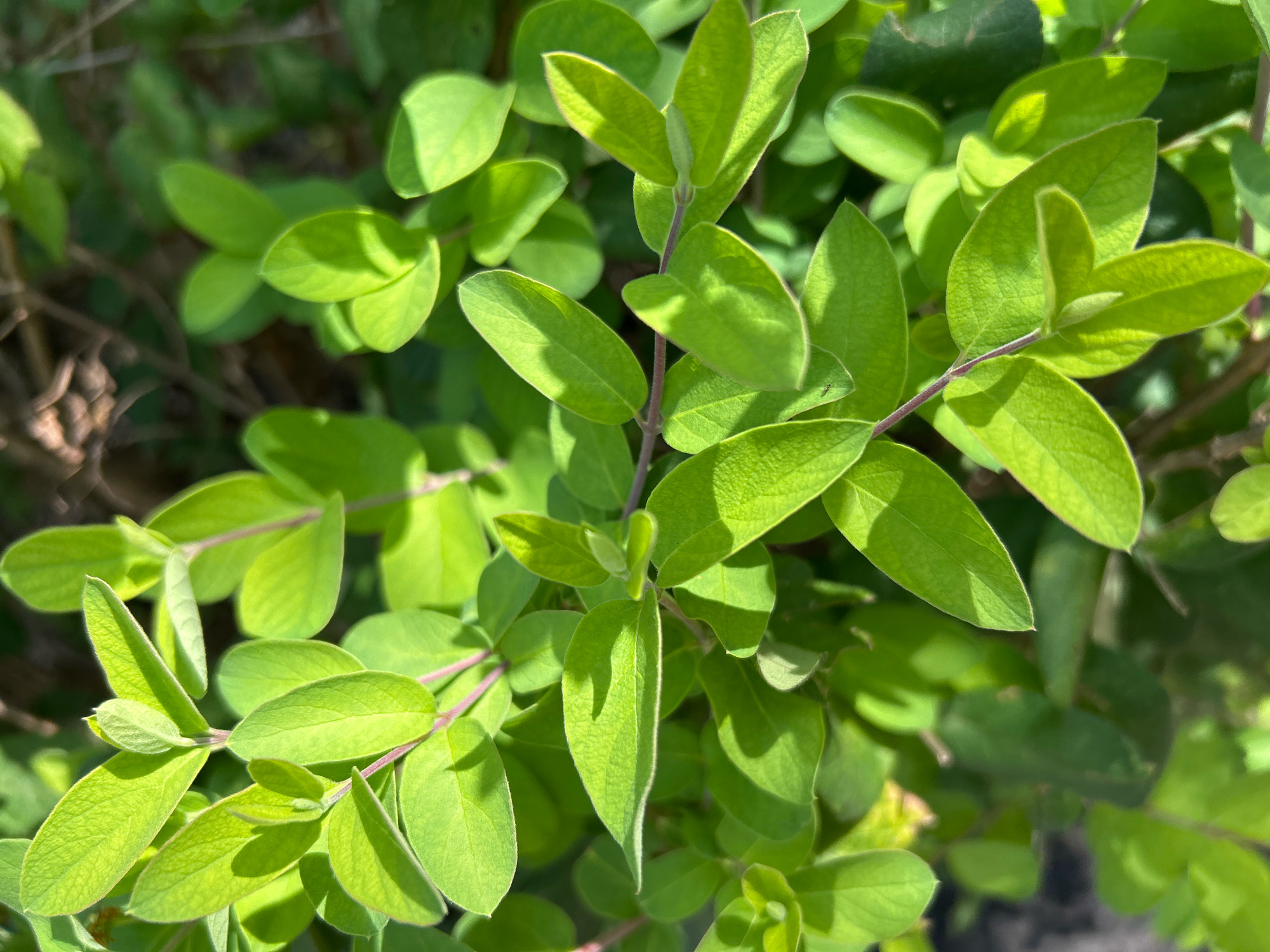 The image displays a close-up, top-down view of a green plant with numerous oval-shaped leaves. The leaves are a vibrant green and some are partially obscured by sunlight, creating a play of light and shadow. The plant appears to be growing outdoors in an environment that suggests it is part of a garden or natural landscape. The background is blurred and consists of darker green foliage and hints of brown branches. There are no people or discernible man-made structures visible. The scene is consistent with a natural outdoor setting in Robinson Township, United States of America.