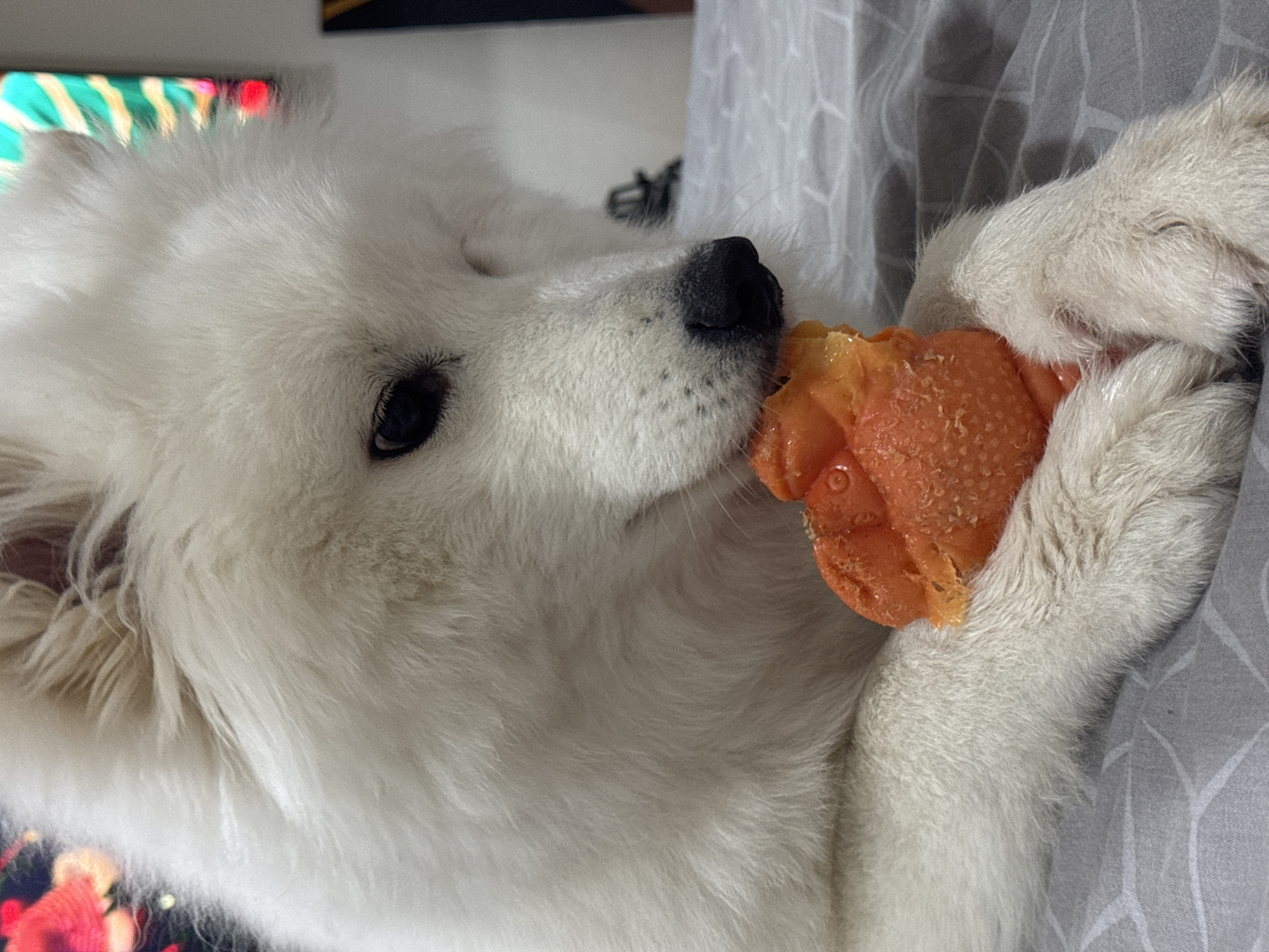 A white Samoyed dog is lying down and chewing on an orange toy. The dog's paws are holding the toy, and its black nose is visible. The background includes a gray patterned sheet and a television screen with colorful patterns. The location is not discernible from the image.
