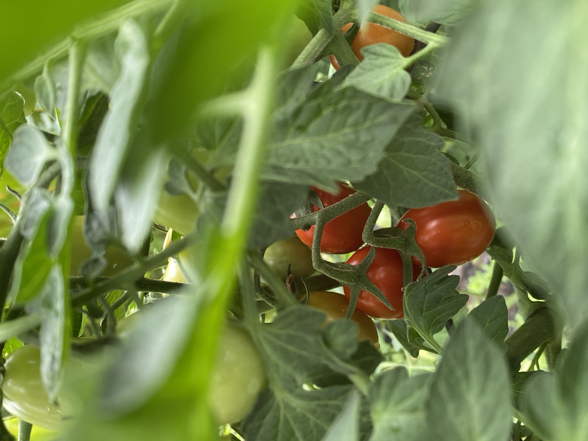 A close-up, low-angle shot captures a cluster of ripe tomatoes hanging from a vine, partially obscured by lush green leaves. The tomatoes range in color from deep red to a lighter orange-red, with some still showing a yellowish hue, indicating varying stages of ripeness. The background is blurred, creating a shallow depth of field that emphasizes the tomatoes and leaves in the foreground. The overall impression is one of abundance and natural growth, suggesting a garden setting. The scene is devoid of any human presence or discernible urban elements, thus location in the Town of Princetown, United States of America cannot be determined from the image.