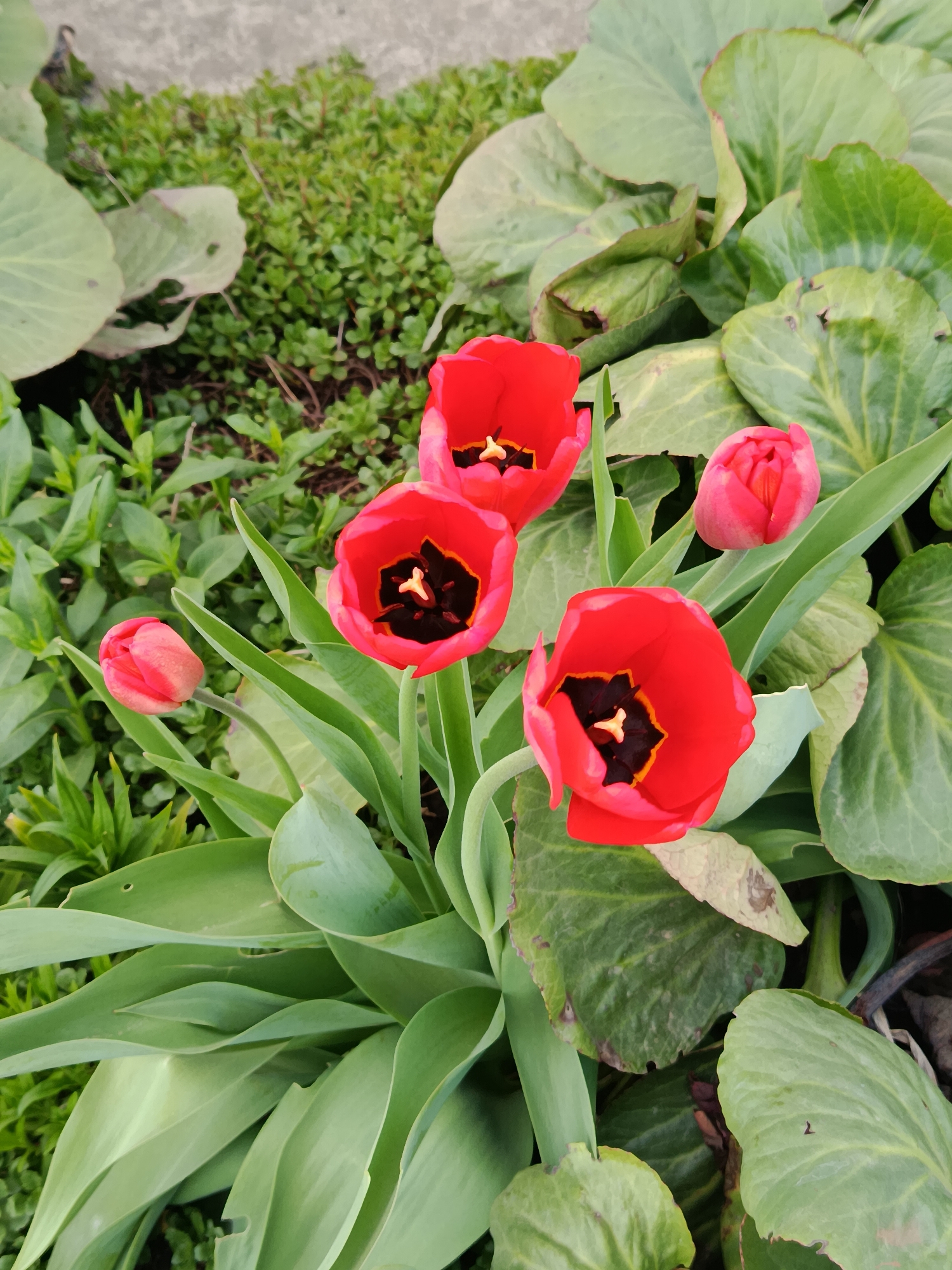 The image shows a cluster of red tulips in bloom, interspersed with green foliage of various types. Three of the tulips are fully open, revealing a dark center with a light-colored stamen. Two other tulips are in bud form. The flowers are surrounded by broad, textured leaves of what appears to be a different plant species, as well as smaller, finer leaves of another ground cover. The composition suggests a garden setting. There is no evidence or information to identify the location as the city of Фоки, Russia.