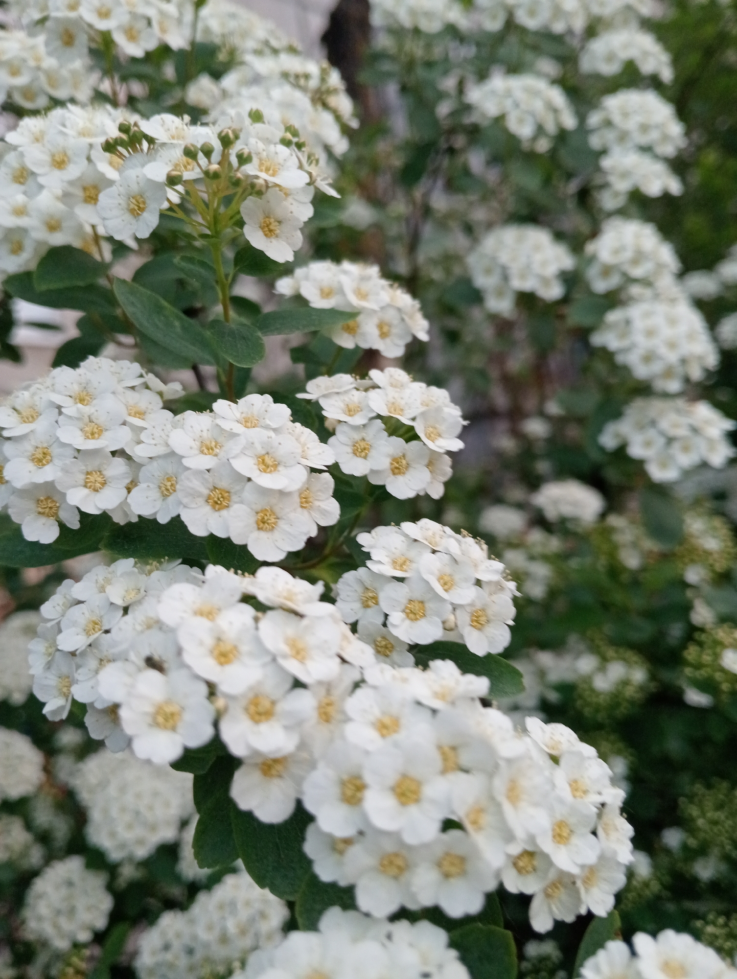 The image shows a close-up of a flowering plant, likely a shrub, densely covered with small, white flowers with yellow centers. Green leaves are visible among the flower clusters. The background contains more of the same plant, creating a depth of field effect. The location is designated as Unknown, Unknown.