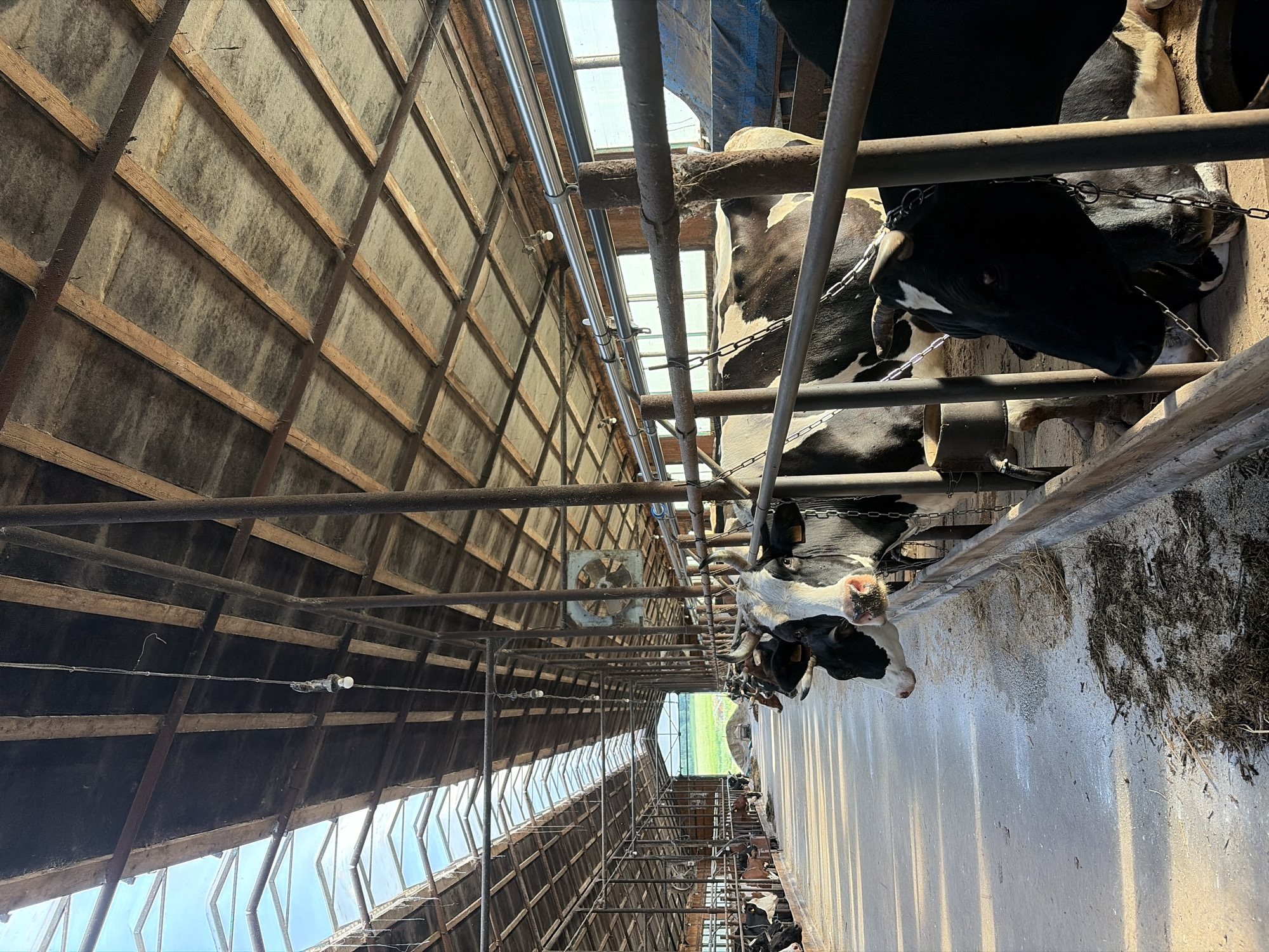 The image displays a large, well-lit barn interior, likely a dairy farm in Чумна, Russia. The perspective is a vertical shot looking down a long aisle of the barn.
On the right side of the frame, multiple Holstein-Friesian dairy cows are visible, standing in individual stalls. Their distinctive black and white coats are prominent, and several cows have chains around their necks and ear tags. A concrete feeding trough runs along their side, with remnants of feed scattered within, indicating recent or ongoing feeding.
The left side and upper portion of the image reveal the detailed structure of the barn's high ceiling. It features a robust framework of wooden beams and metal supports, with insulating panels or fibrous boards filling the spaces. Long, translucent skylights or windows run along the length of the roof, providing abundant natural light to the interior. Metal piping, possibly for ventilation, watering, or electrical conduits, is fastened along the ceiling structure, with small, simple light fixtures attached at intervals. A large, square industrial fan for ventilation is mounted high up, towards the middle distance of the barn.
At the far end of the barn aisle, the structure opens up, offering a clear view of a vibrant green field under a bright, clear sky, suggesting it is daytime. The overall scene depicts a functional, organized cattle housing facility. No people or discernible text are visible. The cows appear calm, engaged in routine activities of standing or eating.
