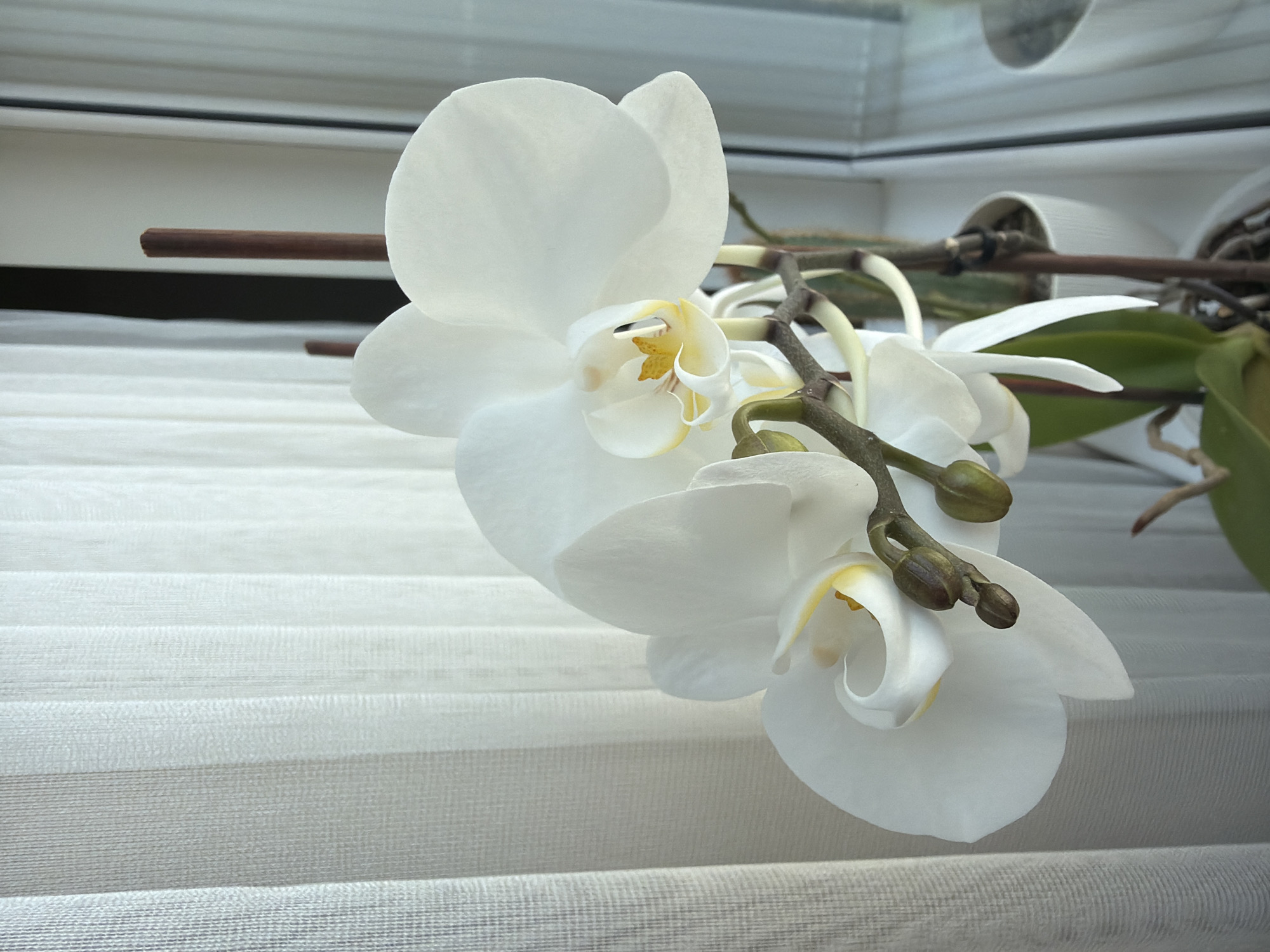 The image displays a close-up of a white Phalaenopsis orchid plant situated indoors in Svetovrachene, Bulgaria. The main subject is a cluster of pristine white orchid flowers, with prominent yellow and white centers, indicating full bloom. Several green buds of varying sizes are also visible along the branching stems, suggesting new growth. The delicate petals of the flowers appear soft and slightly translucent under the lighting.
The orchid stems are supported by slender, dark brown wooden stakes, which are partially visible, guiding the plant's structure. Green orchid leaves are discernible in the background, peeking from behind the flowers and stems on the right side of the frame. The setting appears to be a window area, as indicated by the prominent white pleated or cellular blinds that form the background and lower portion of the image, creating a textured, horizontal pattern. These blinds suggest an indoor environment, likely a home or office. White plant pots can be faintly seen in the upper right background, supporting the orchids.
The lighting is soft and diffused, characteristic of natural daylight coming through a window, illuminating the scene evenly without harsh shadows. This suggests it is daytime. No specific activity is taking place; the image is a static portrayal of the plant. There is no visible text in the image. The overall impression is one of tranquility and natural beauty.