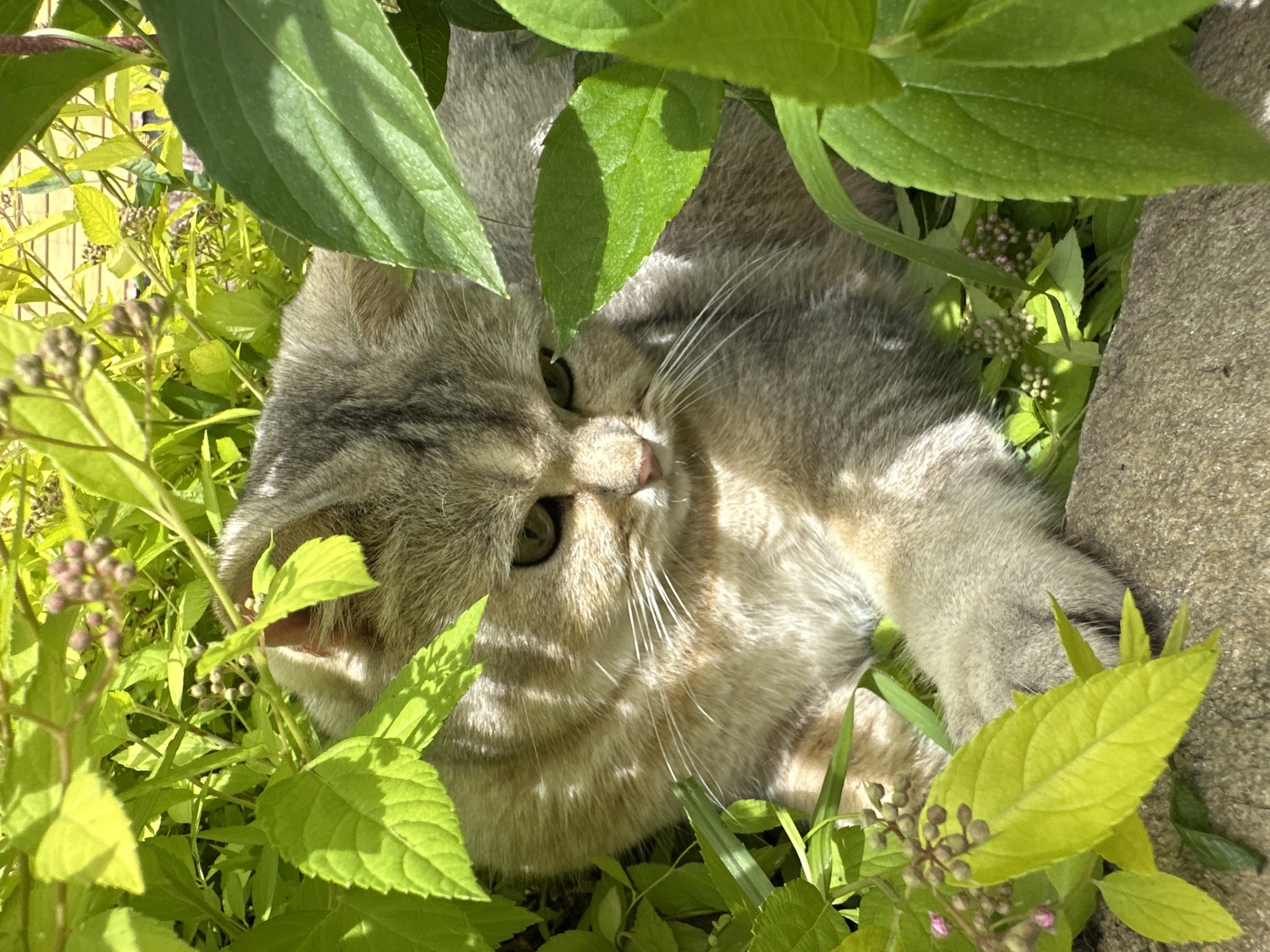 A close-up, eye-level, outdoor shot shows a young, light-brown tabby cat nestled in dense green foliage. The cat is looking down and to the right with green eyes. Its head is partially obscured by large, vibrant green leaves and some small, pinkish-purple buds. The cat's fur has distinct tabby markings, and its white whiskers are prominent. A grey paw is visible in the foreground. The background features more green leaves and a hint of a yellow structure, possibly a fence or wall. The lighting suggests it is daytime, with sunlight casting shadows on the leaves and illuminating the cat's fur. The overall scene is peaceful and natural.
