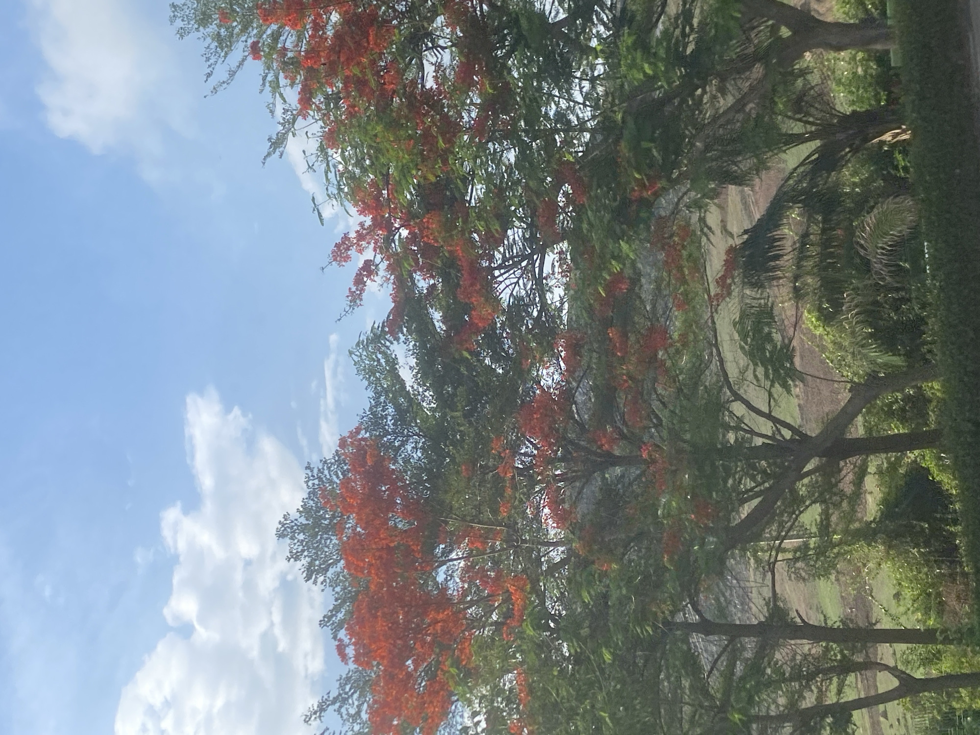 The image depicts a landscape scene in Unknown, Unknown. The focal point is a tree with vibrant orange flowers, possibly a Royal Poinciana, set against a backdrop of blue sky with scattered white clouds. Adjacent to this flowering tree are other trees with green foliage. In the background, there appears to be a grassy area or field, partially obscured by the trees. A dense green hedge or row of bushes is visible on the right side of the image. The sky is bright with natural daylight.
